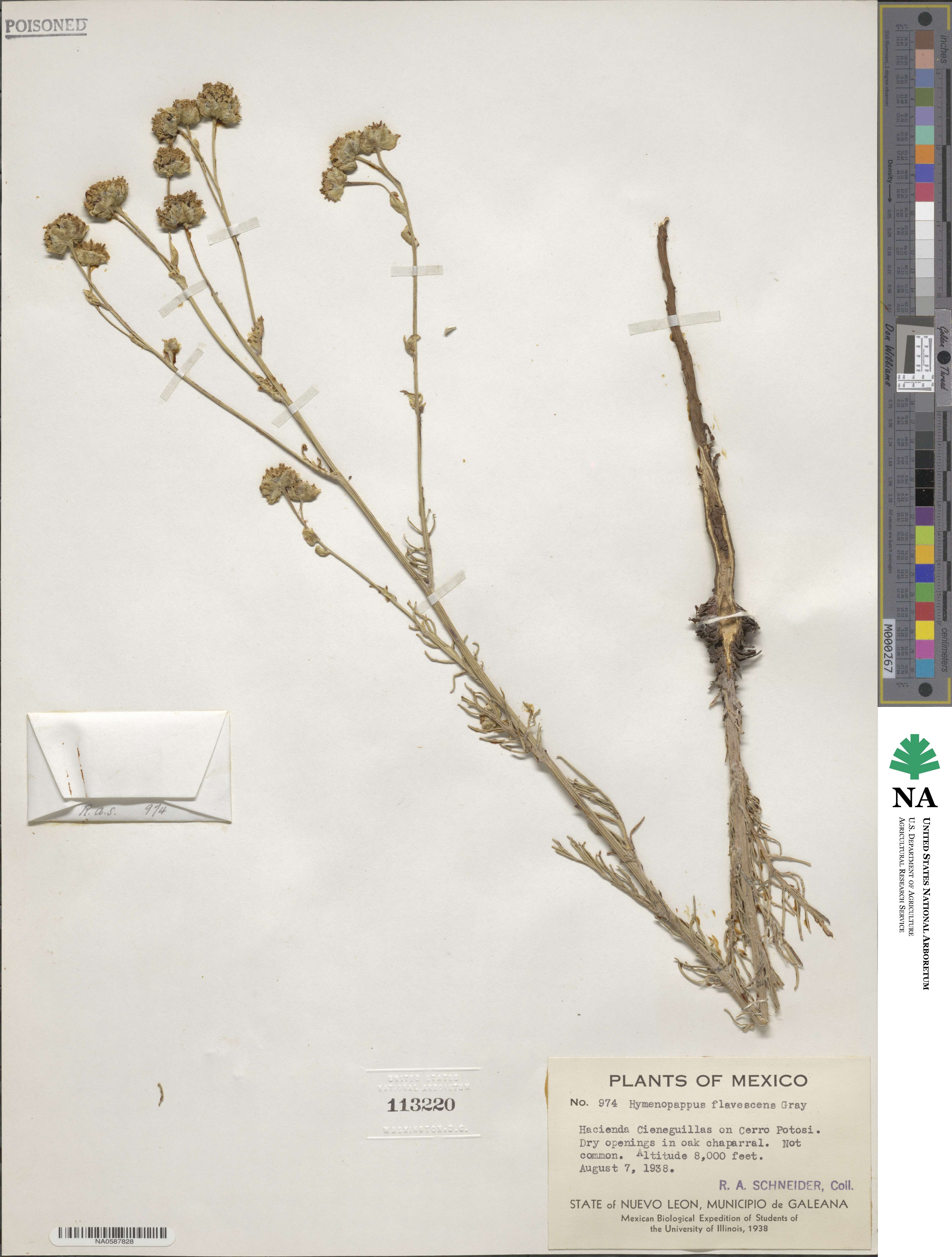 Hymenopappus flavescens image