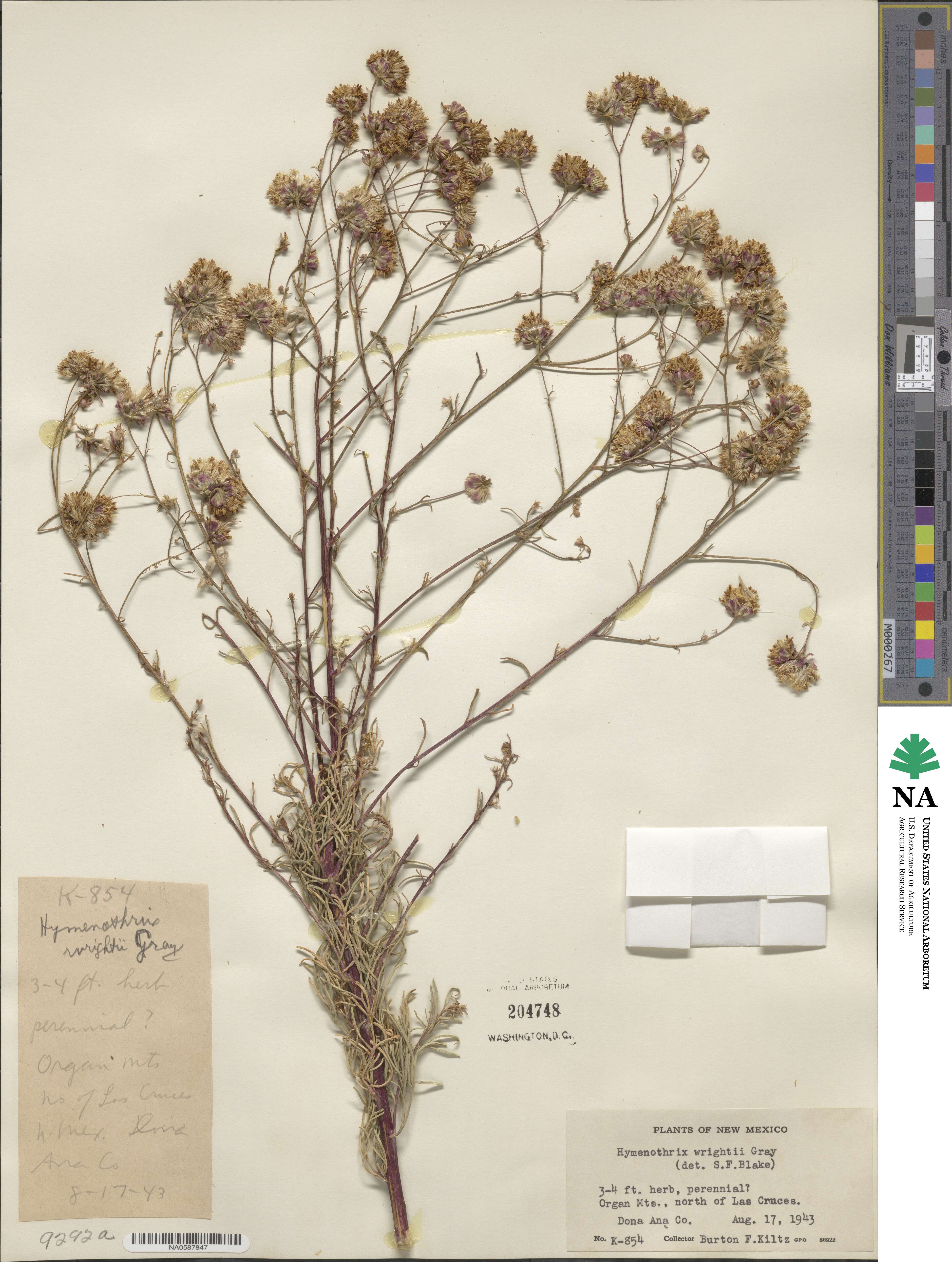 Hymenothrix wrightii image