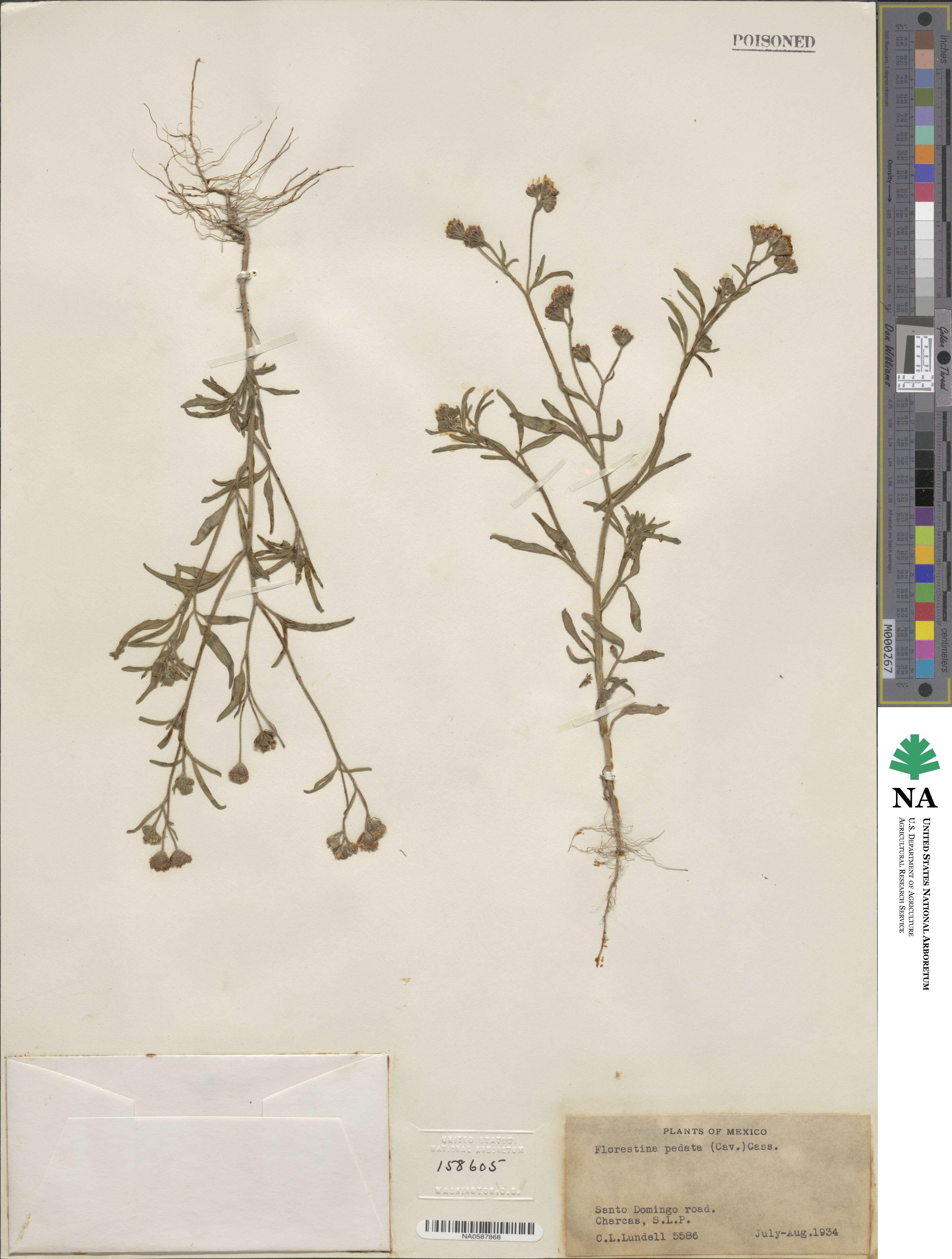 Florestina pedata image
