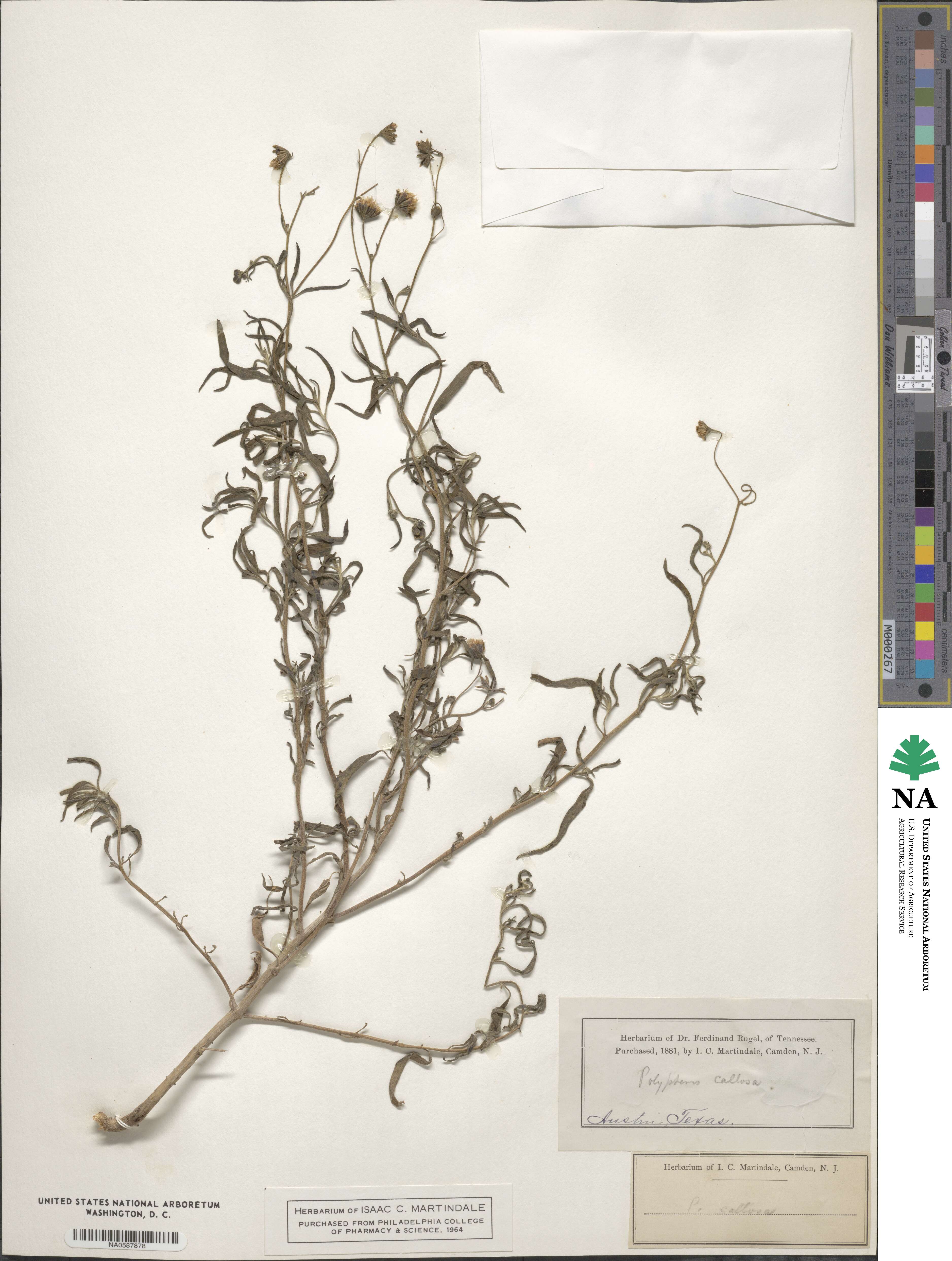 Palafoxia callosa image