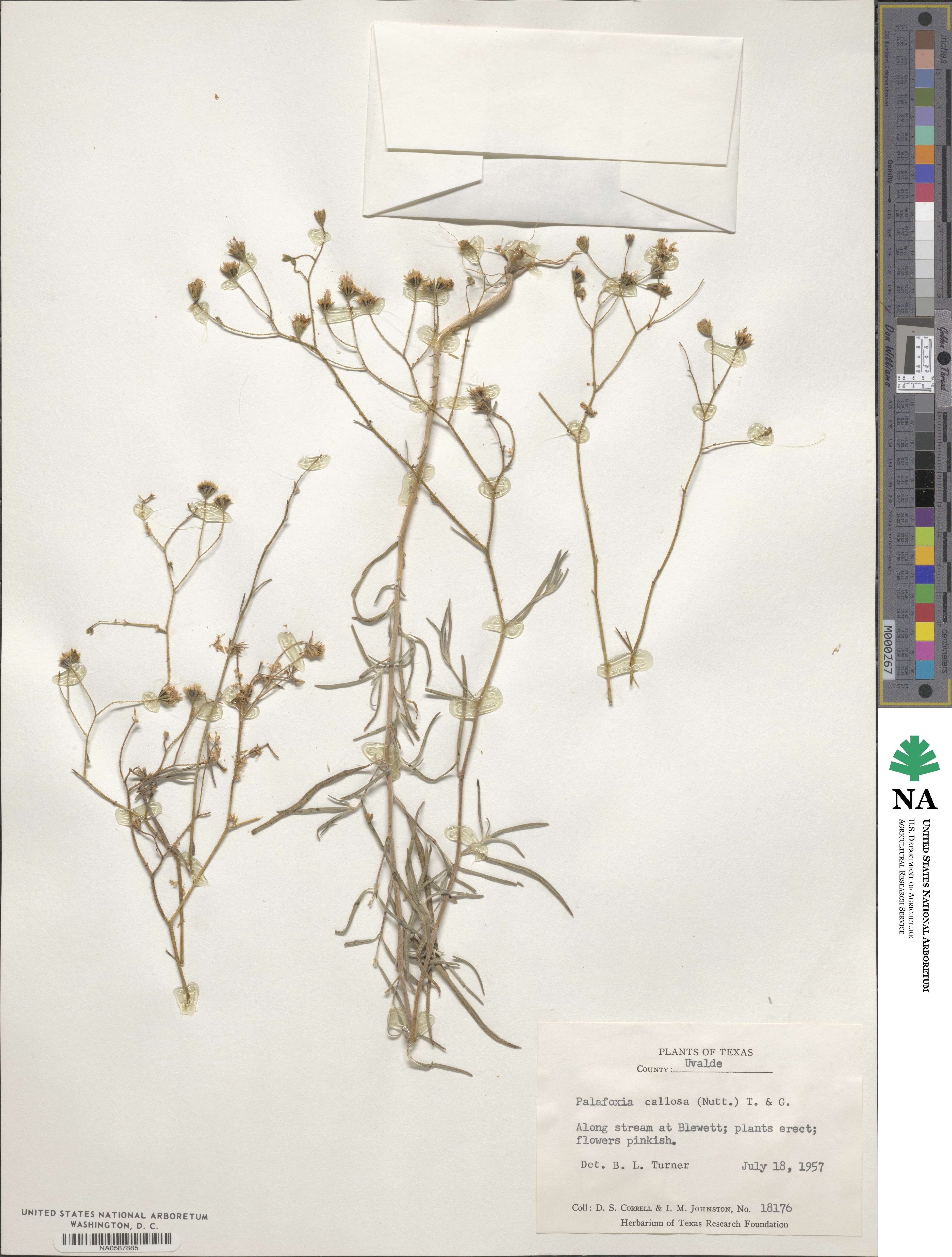 Palafoxia callosa image