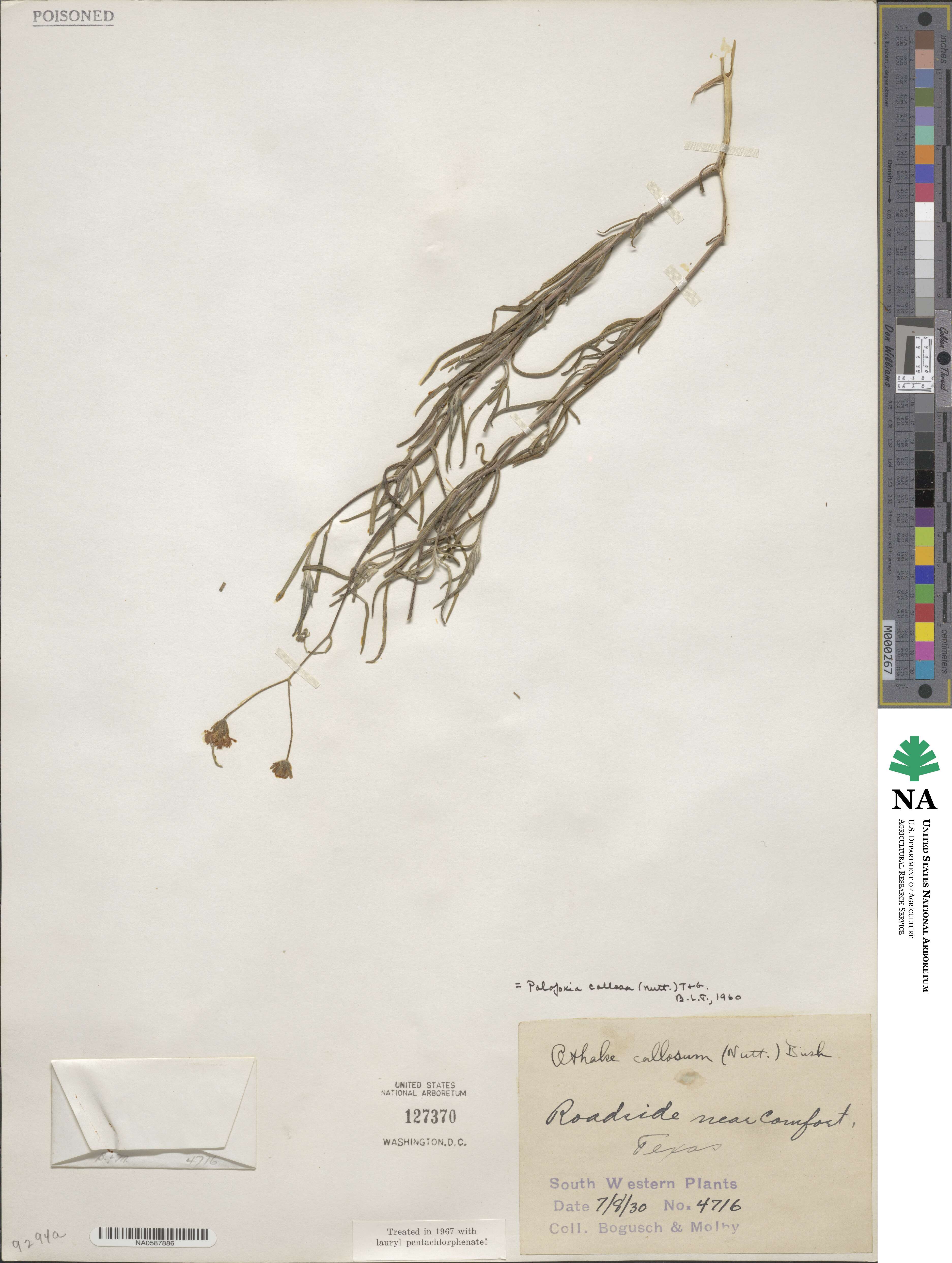 Palafoxia callosa image