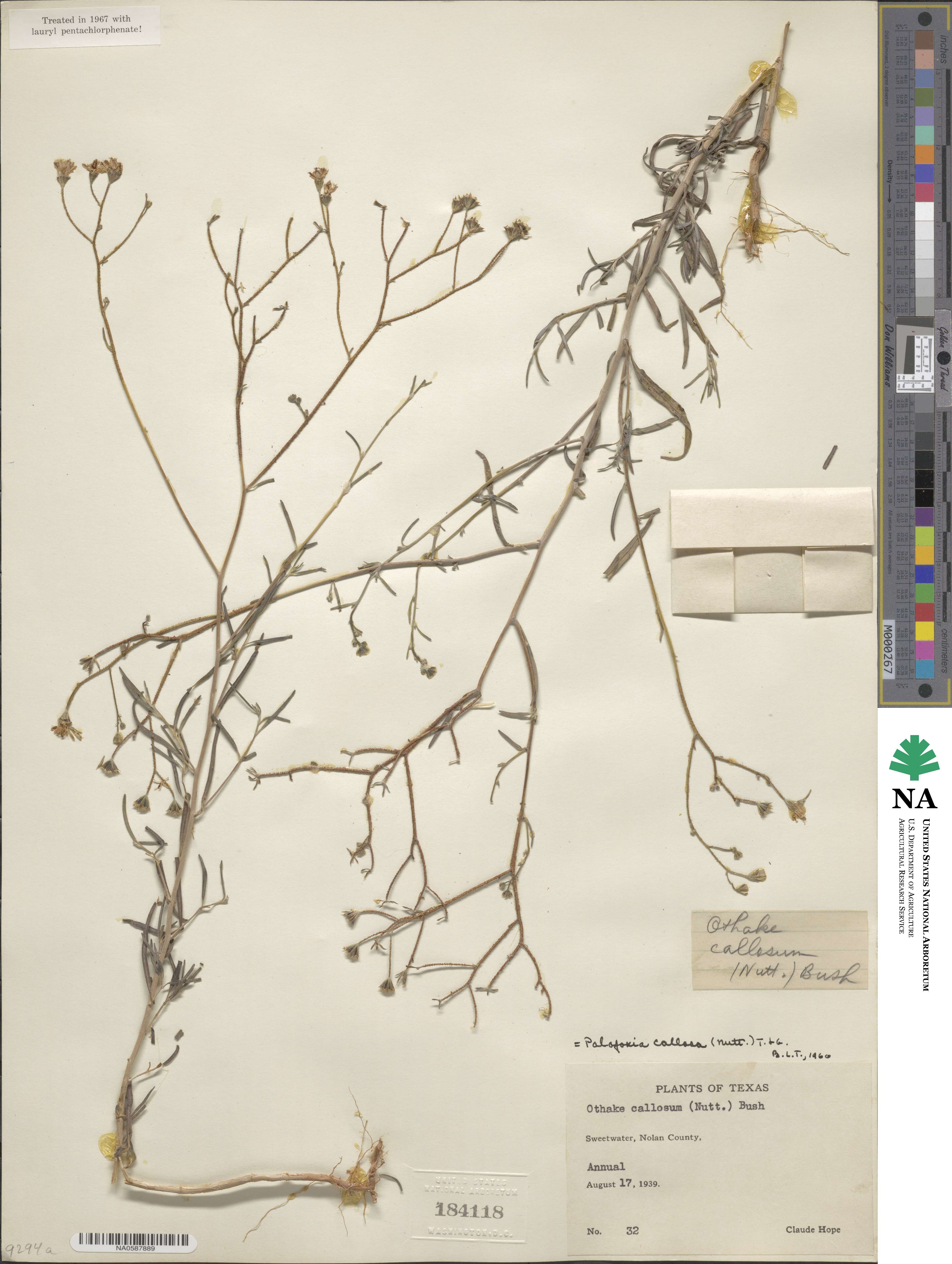 Palafoxia callosa image