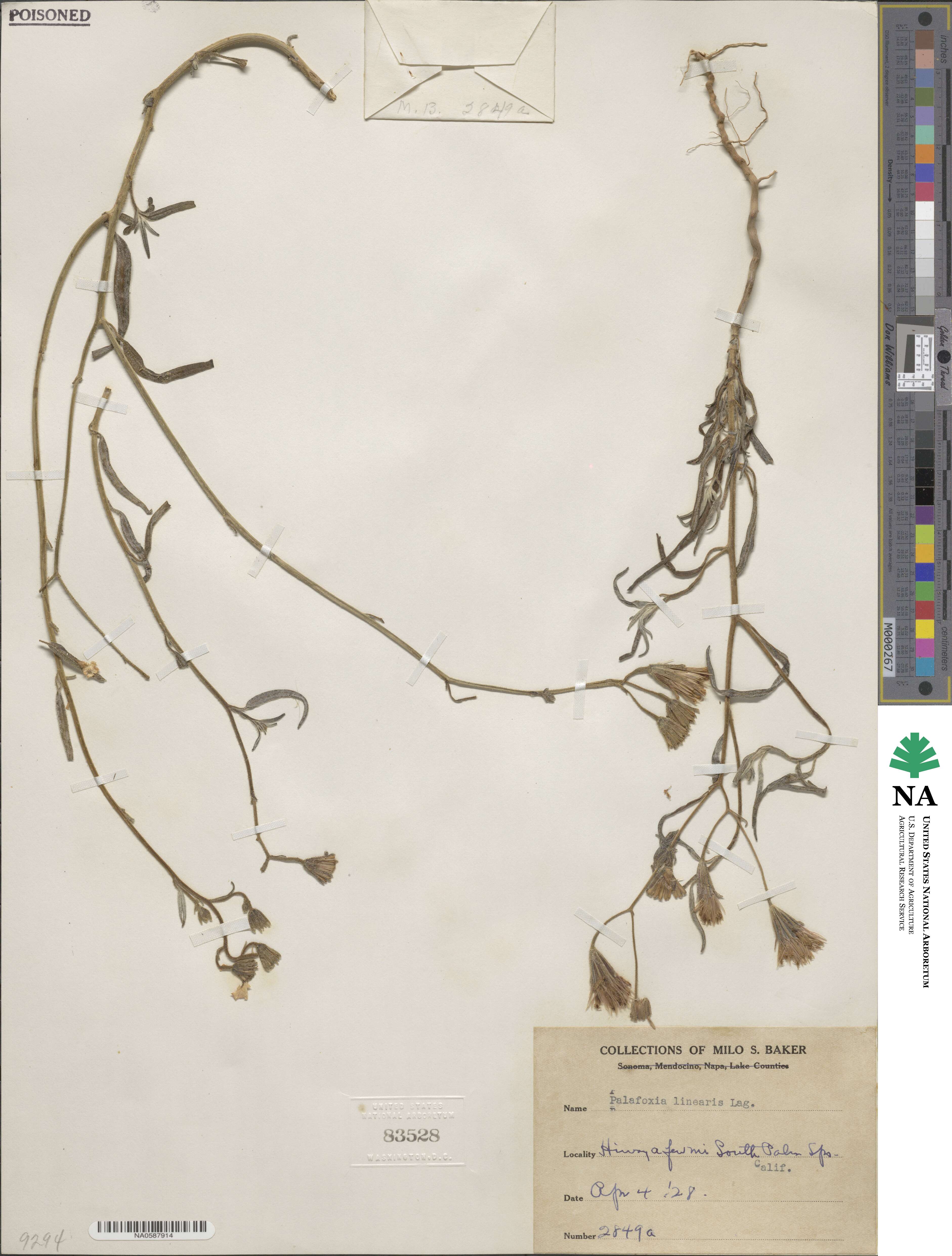 Palafoxia linearis image