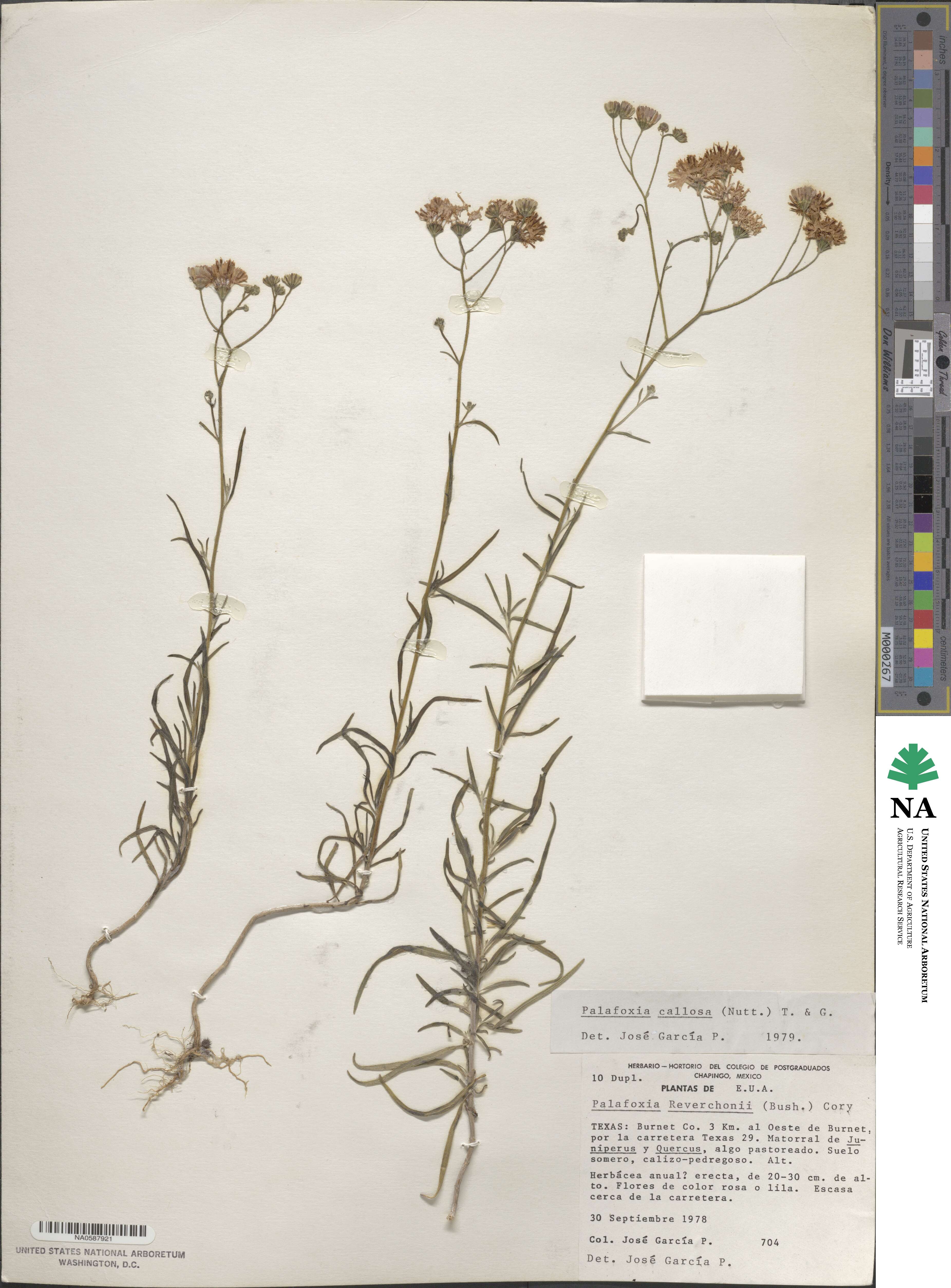 Palafoxia callosa image