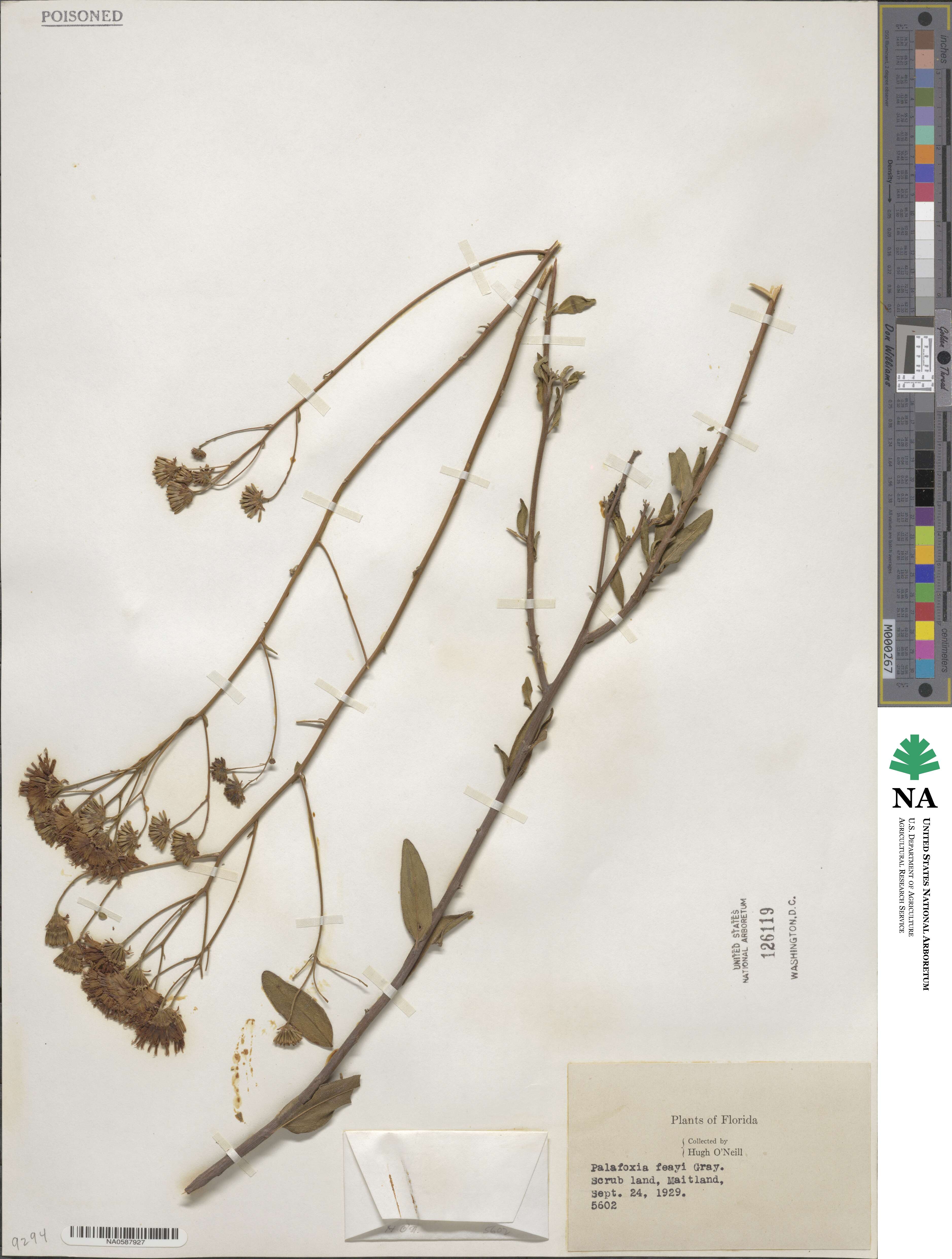 Palafoxia feayi image