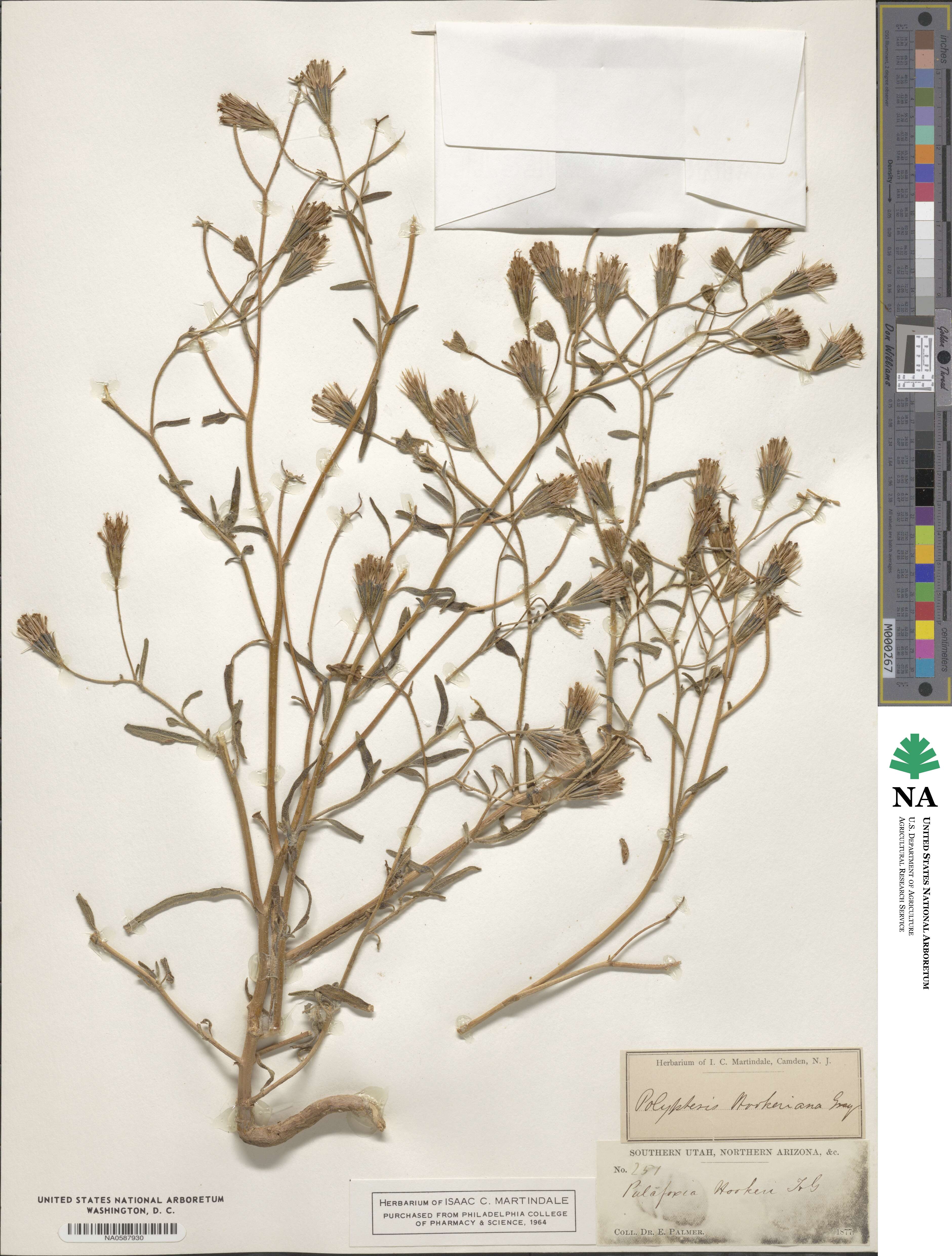 Palafoxia hookeriana image
