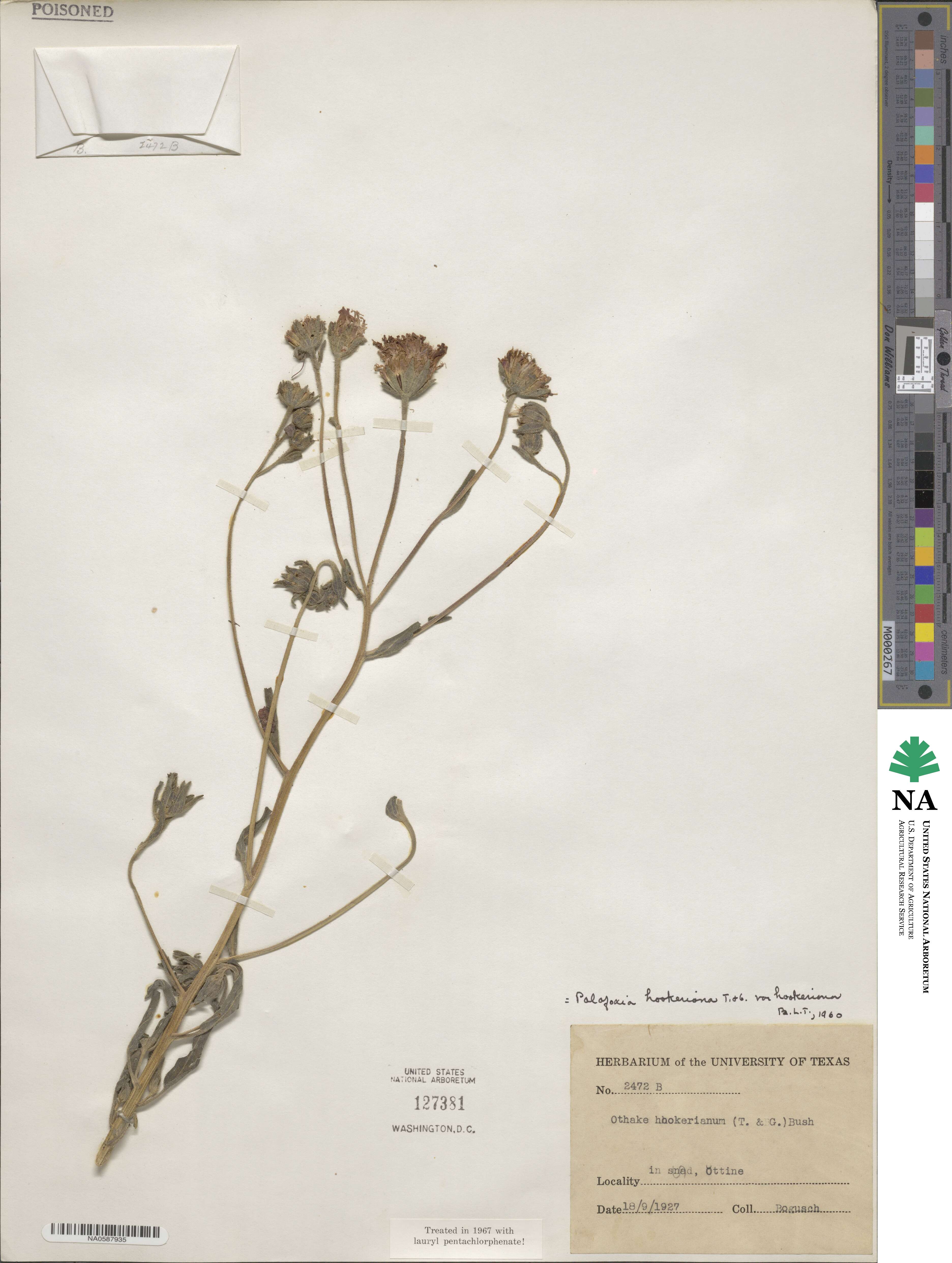 Palafoxia hookeriana image