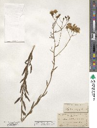 Palafoxia integrifolia image