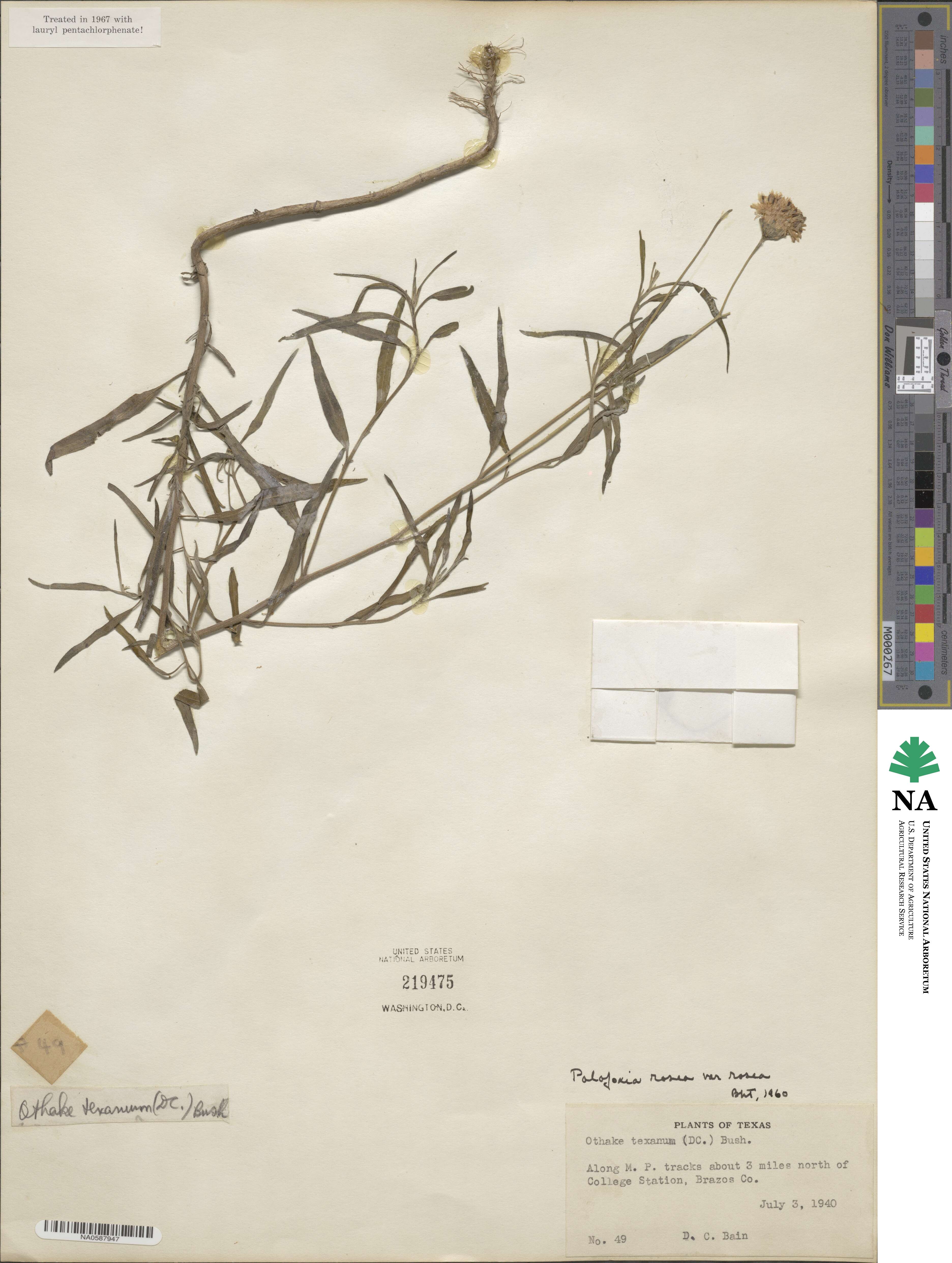 Palafoxia rosea image