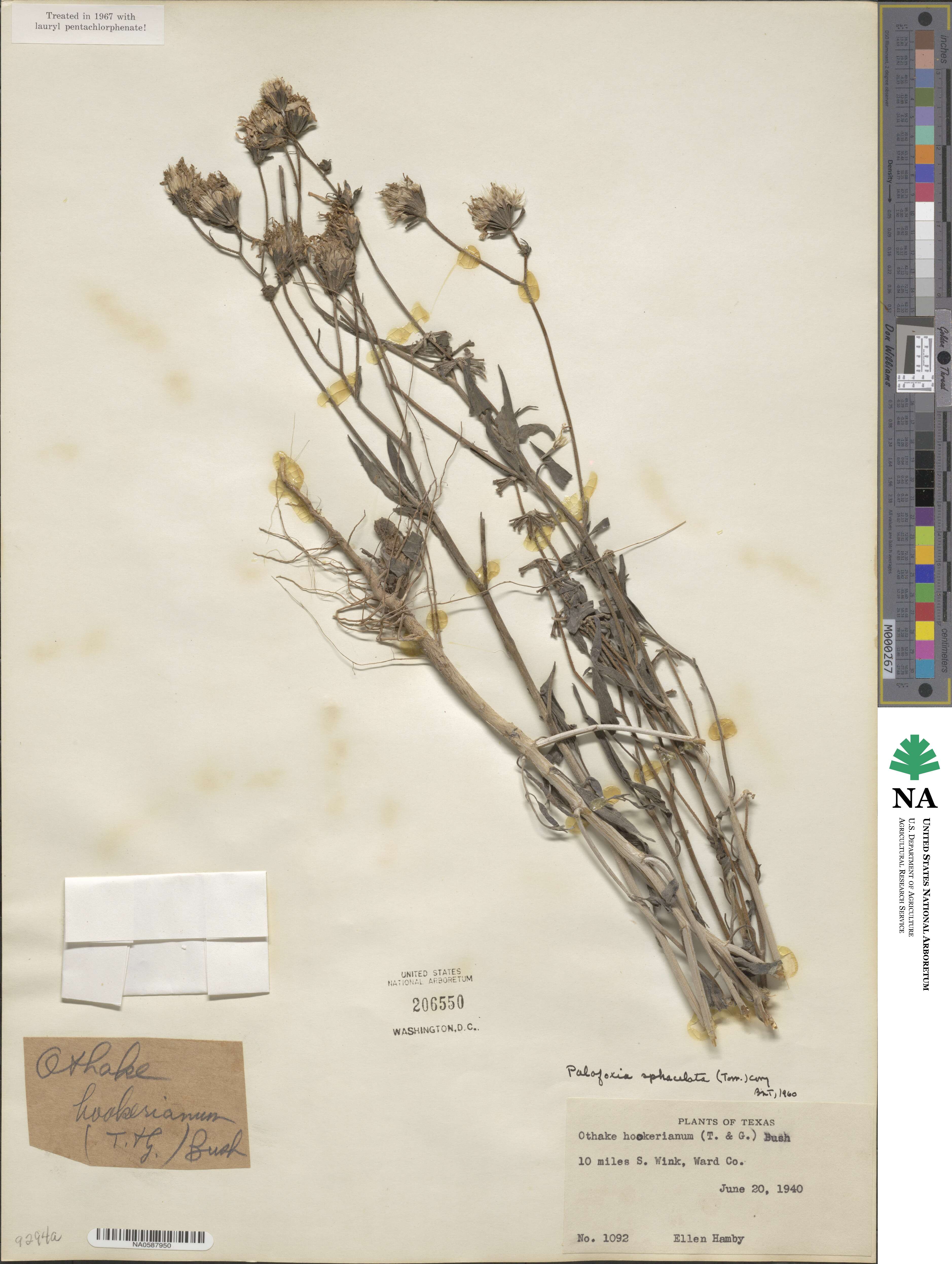 Palafoxia sphacelata image