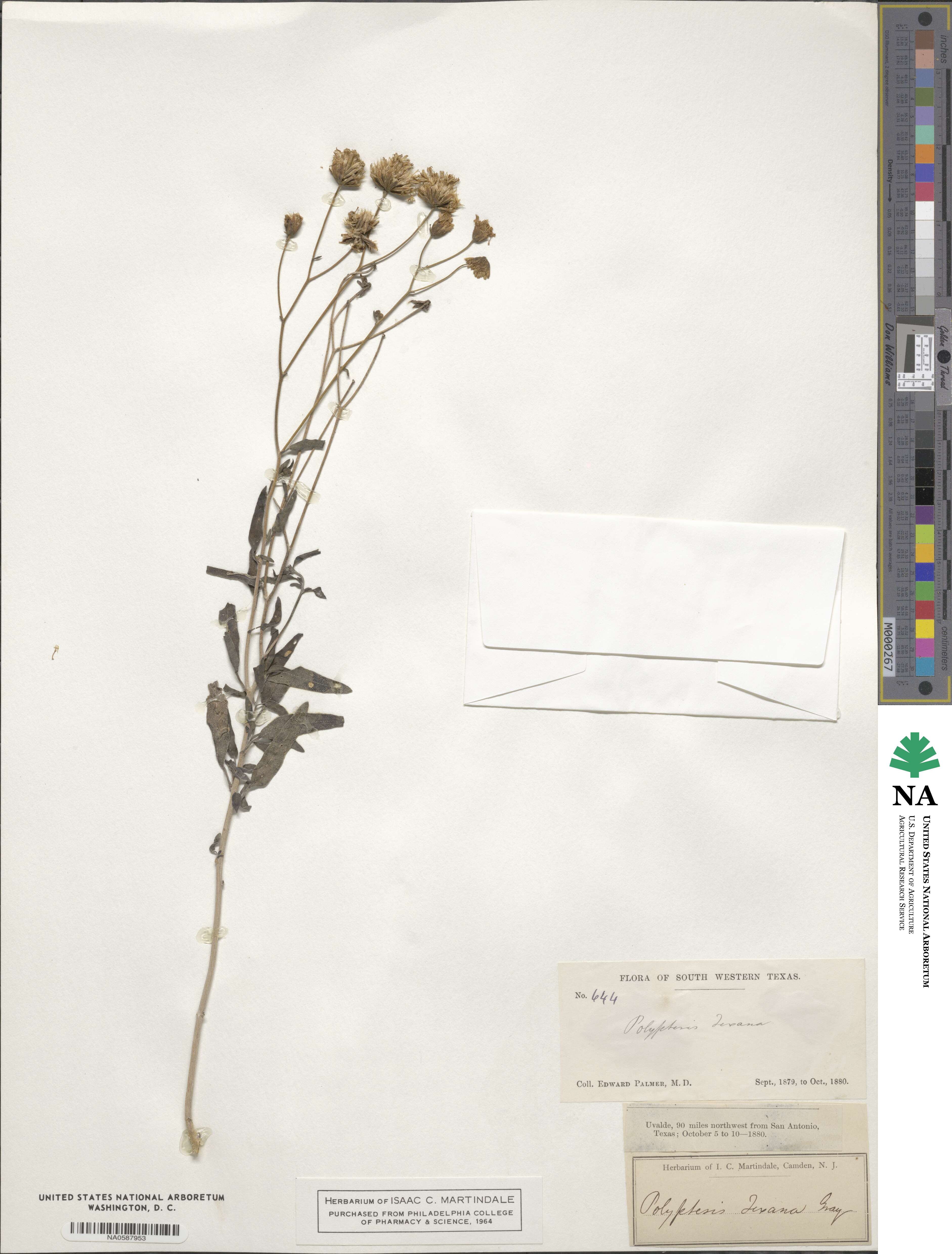 Palafoxia texana image