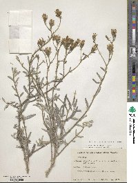 Palafoxia linearis image