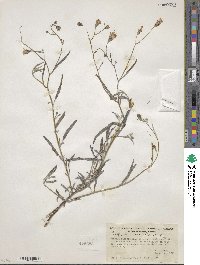 Palafoxia linearis image