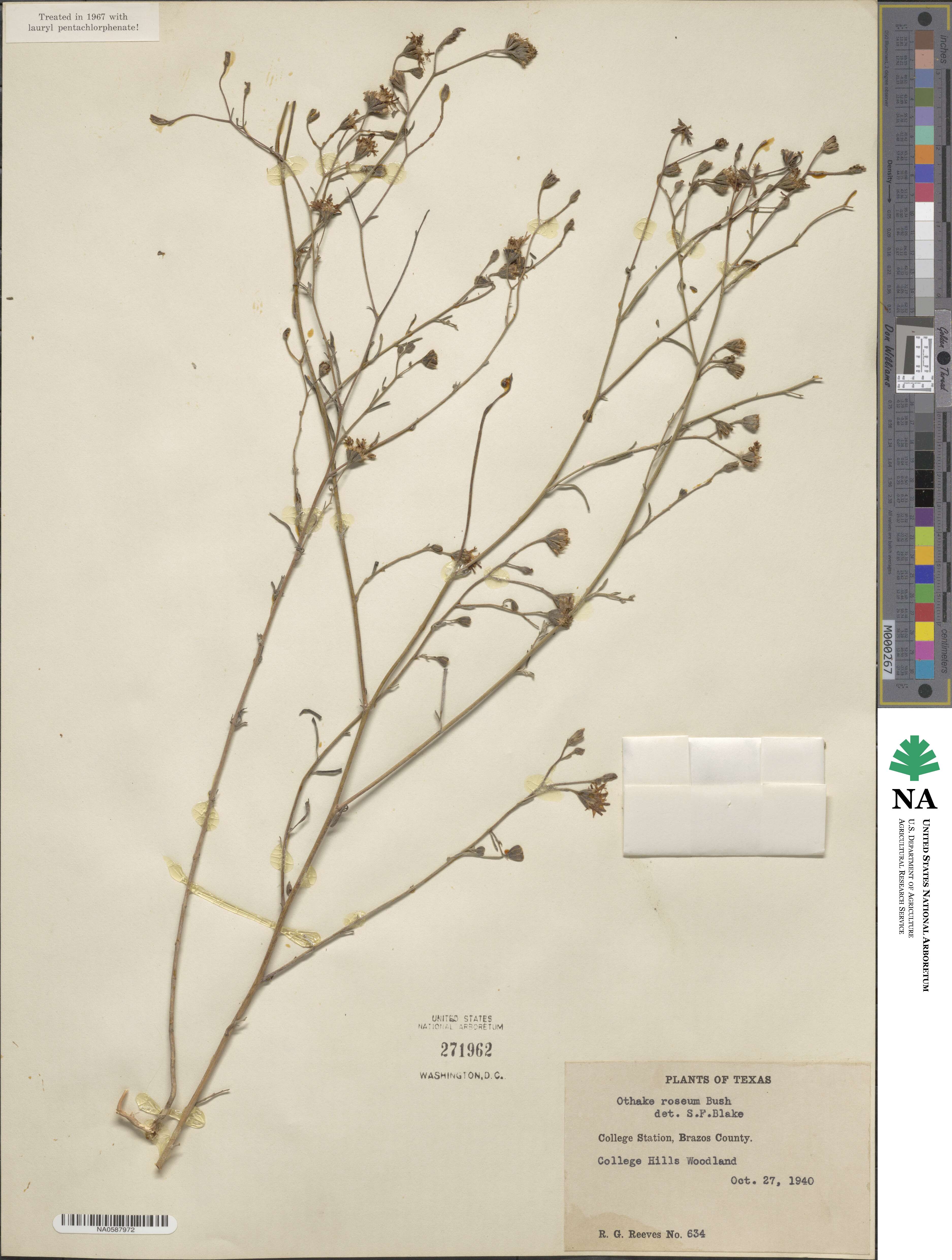 Palafoxia rosea image