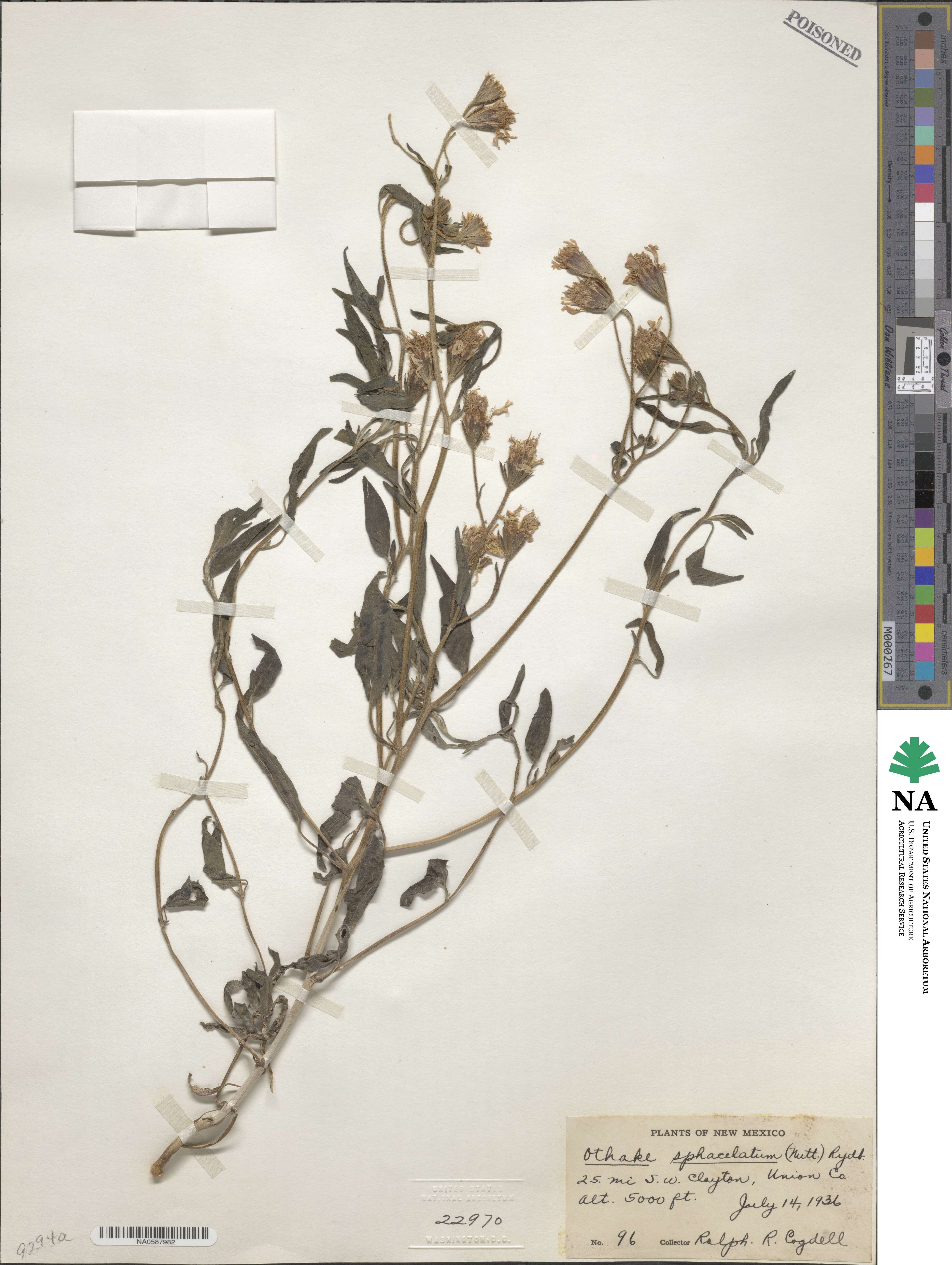 Palafoxia sphacelata image