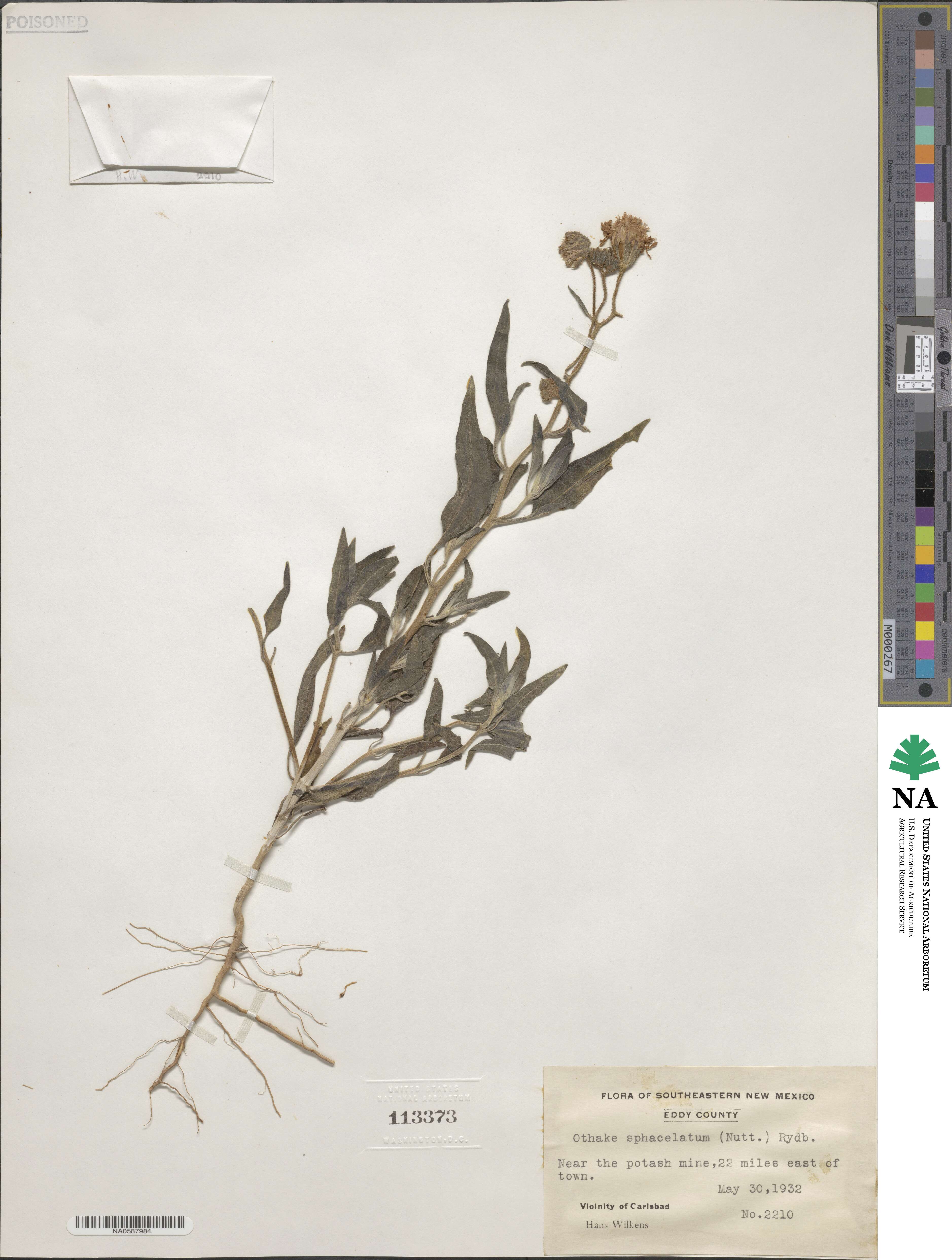 Palafoxia sphacelata image