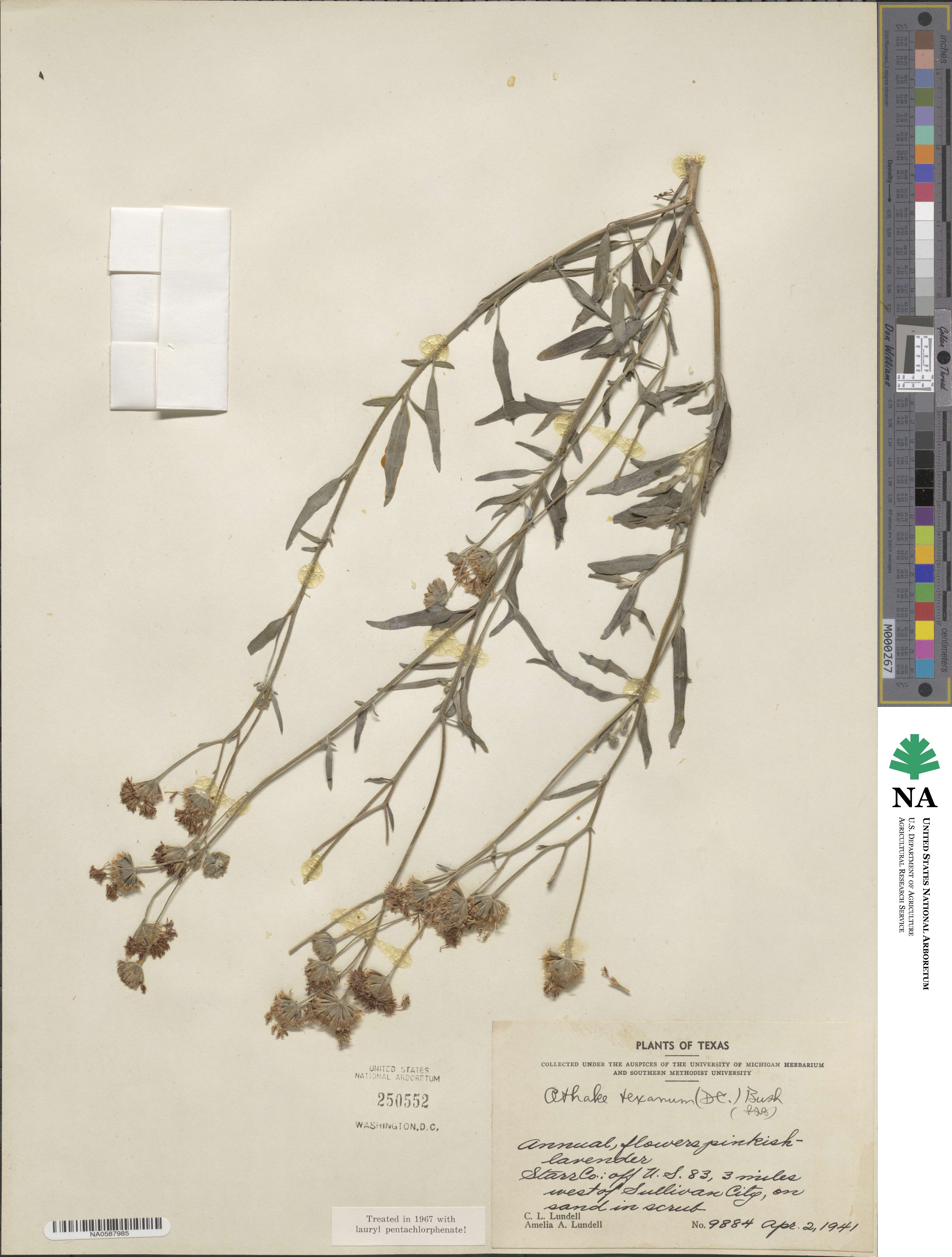 Palafoxia texana image