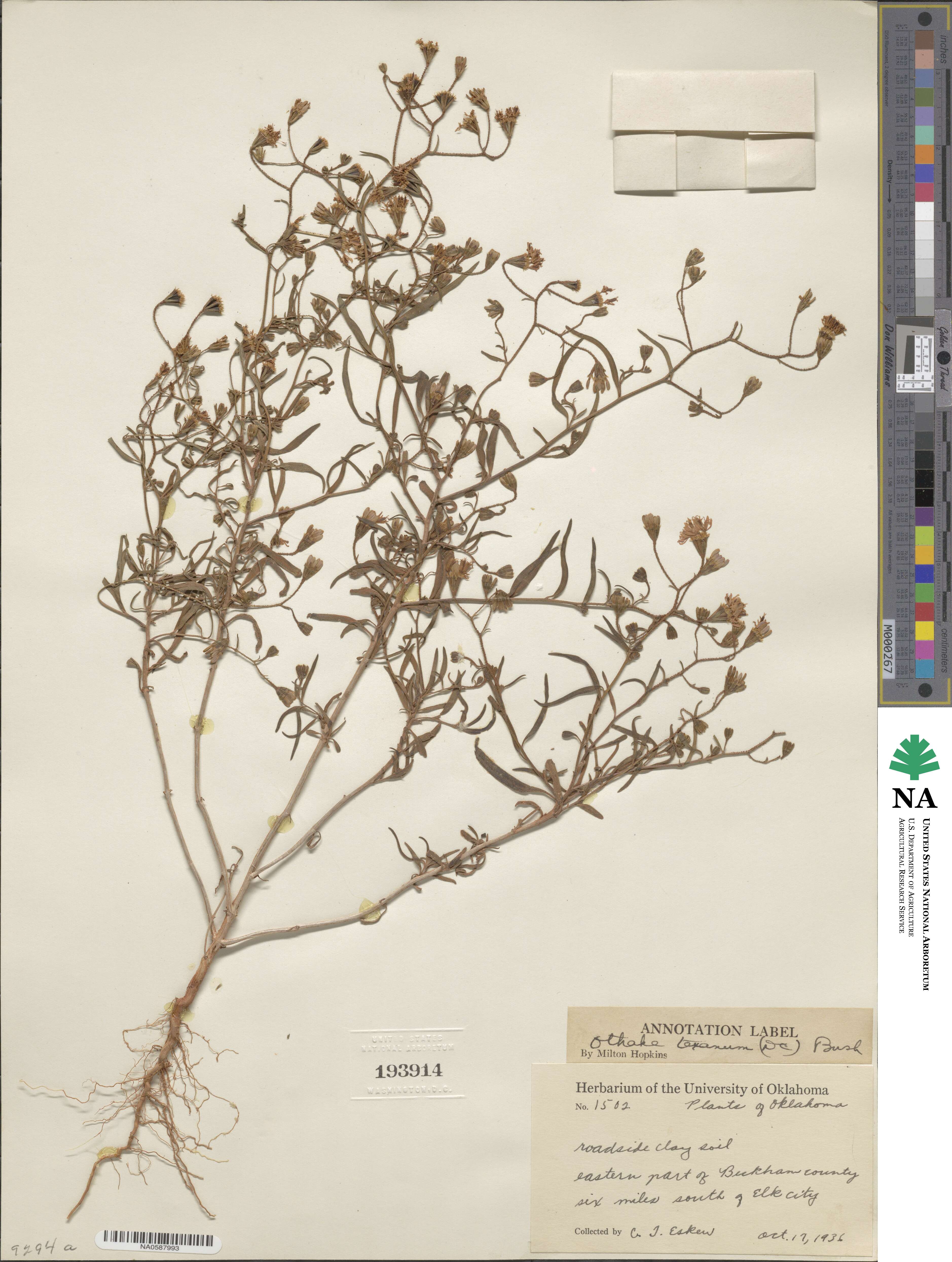 Palafoxia texana image
