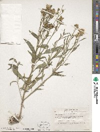 Image of Othake sphacelatum