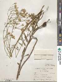 Polypteris integrifolia image