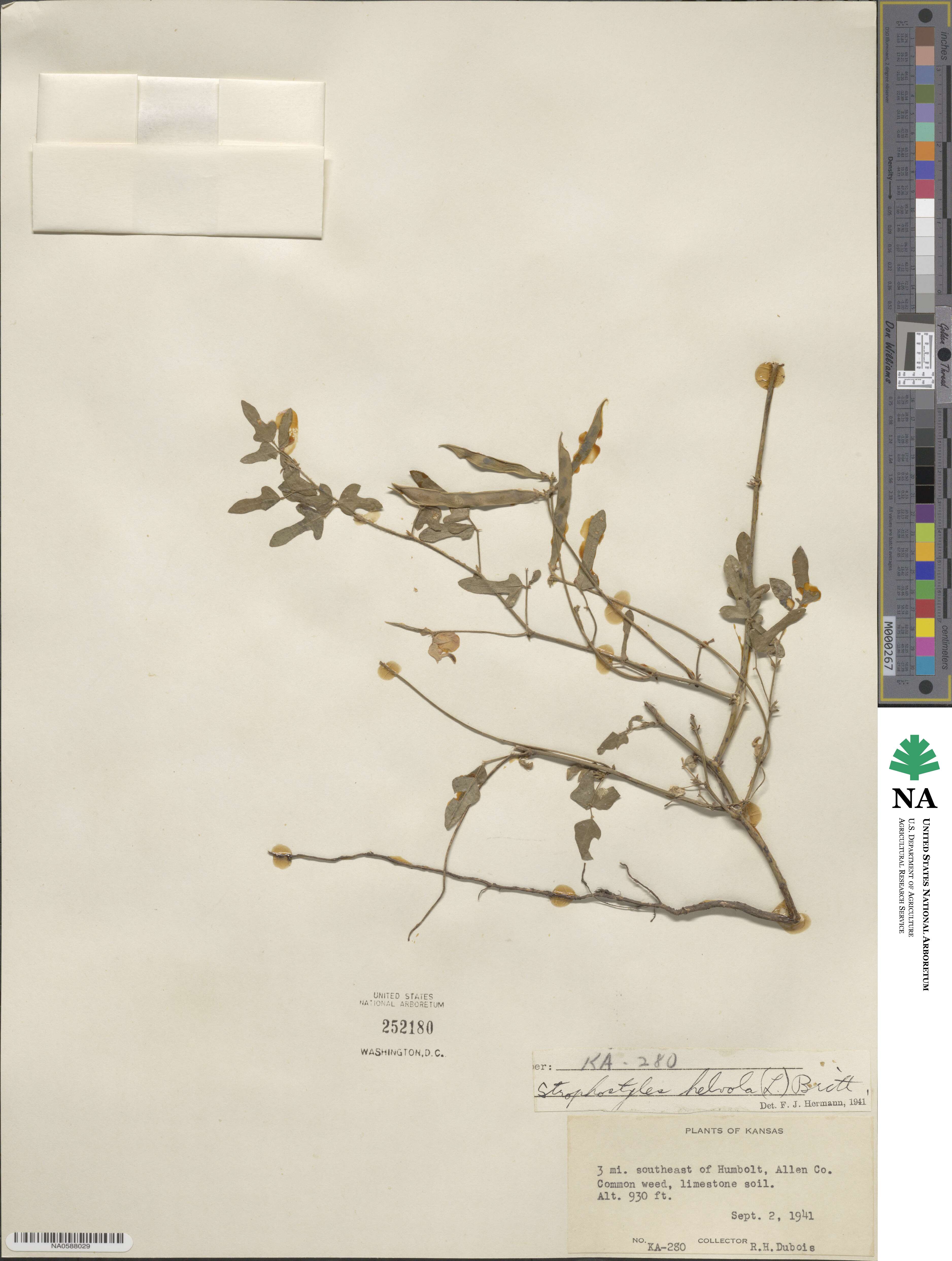 Strophostyles helvola image