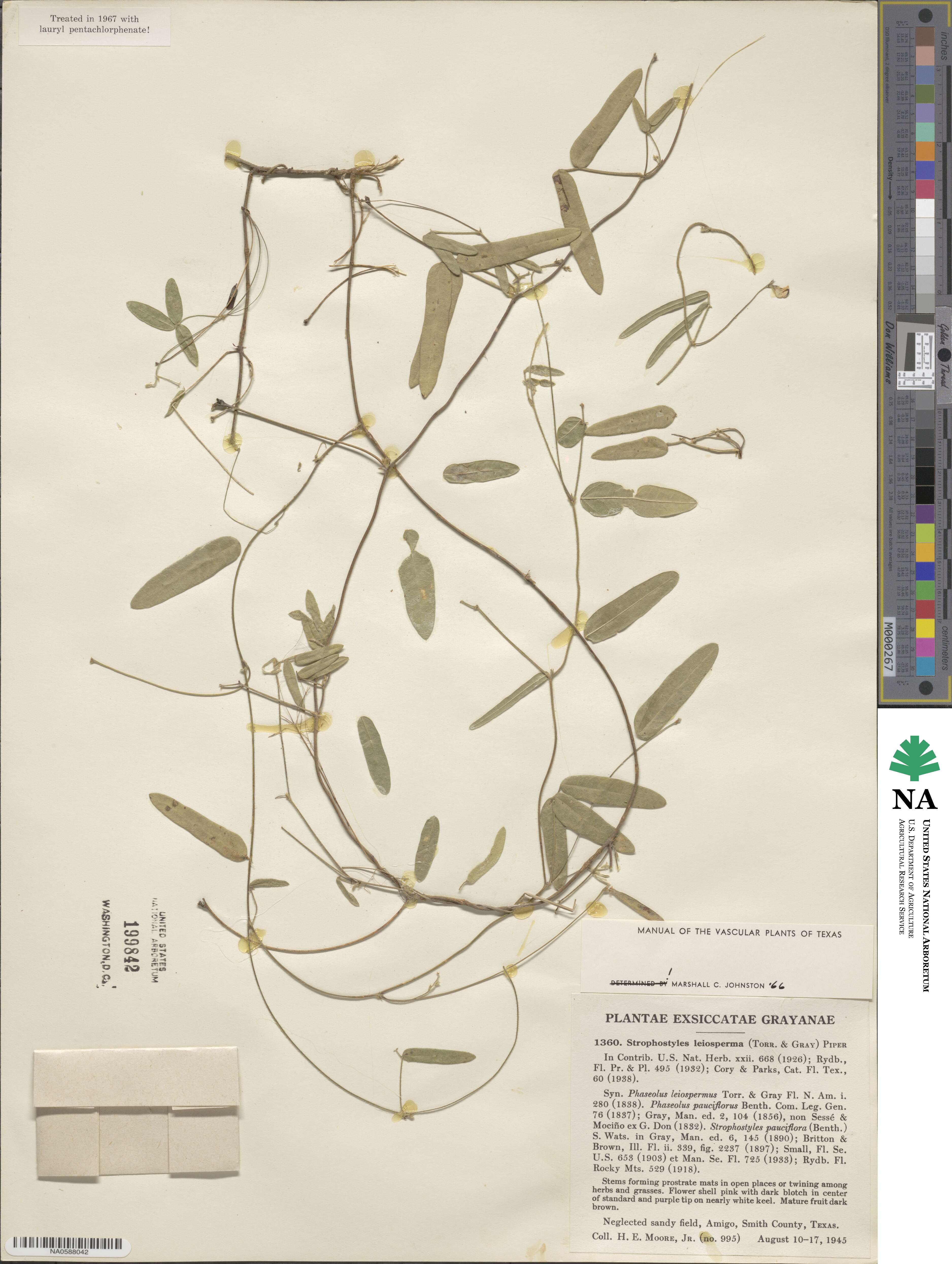 Strophostyles leiosperma image