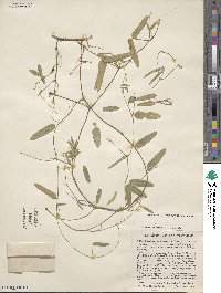 Strophostyles leiosperma image