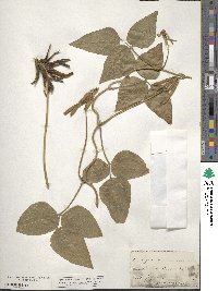 Vigna luteola image