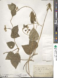 Vigna luteola image