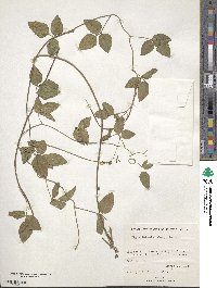 Vigna luteola image