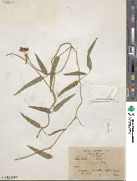 Vigna repens image