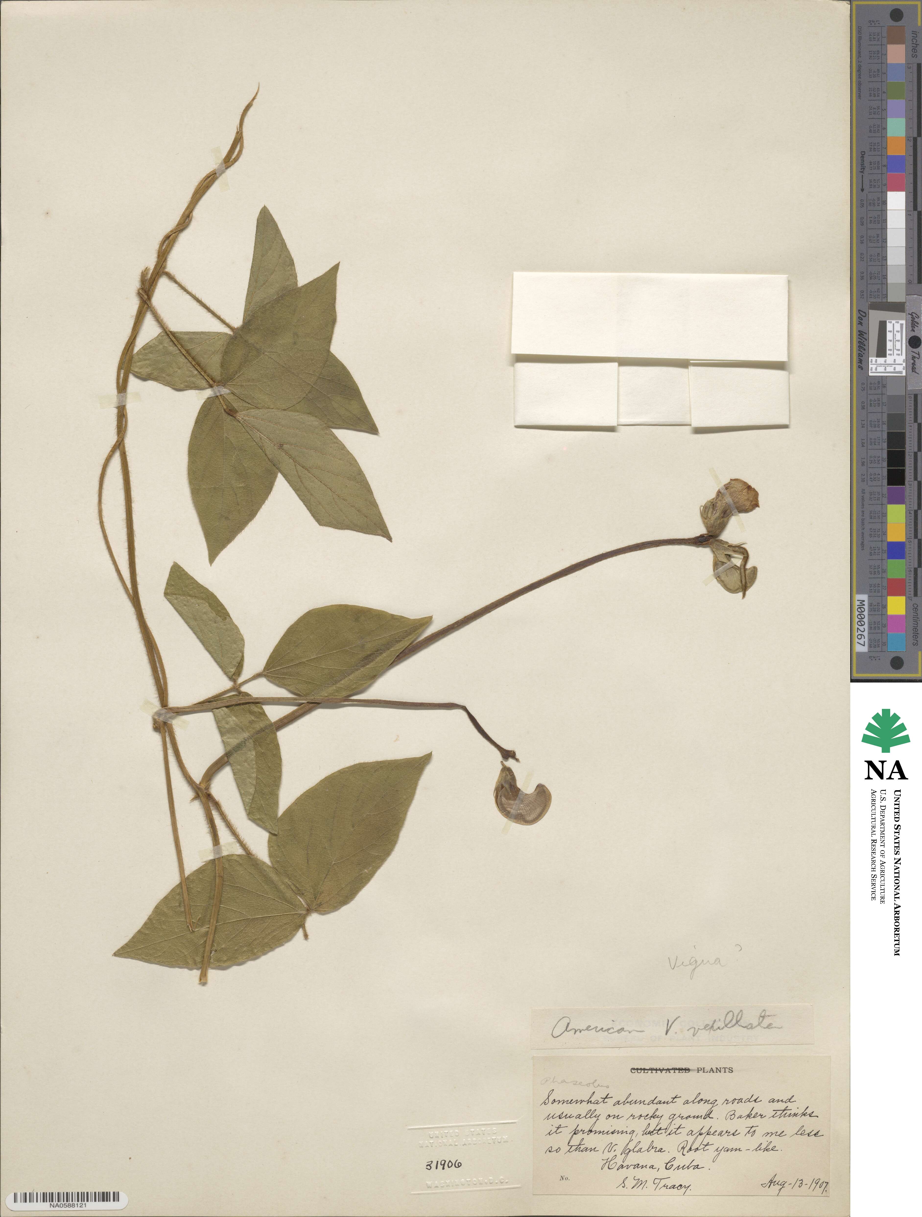 Vigna vexillata image
