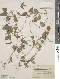 Vigna repens image