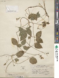 Vigna repens image