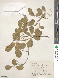 Vigna luteola image