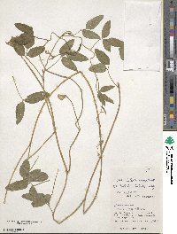 Vigna luteola image