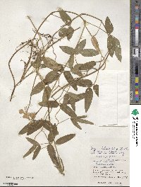 Vigna luteola image