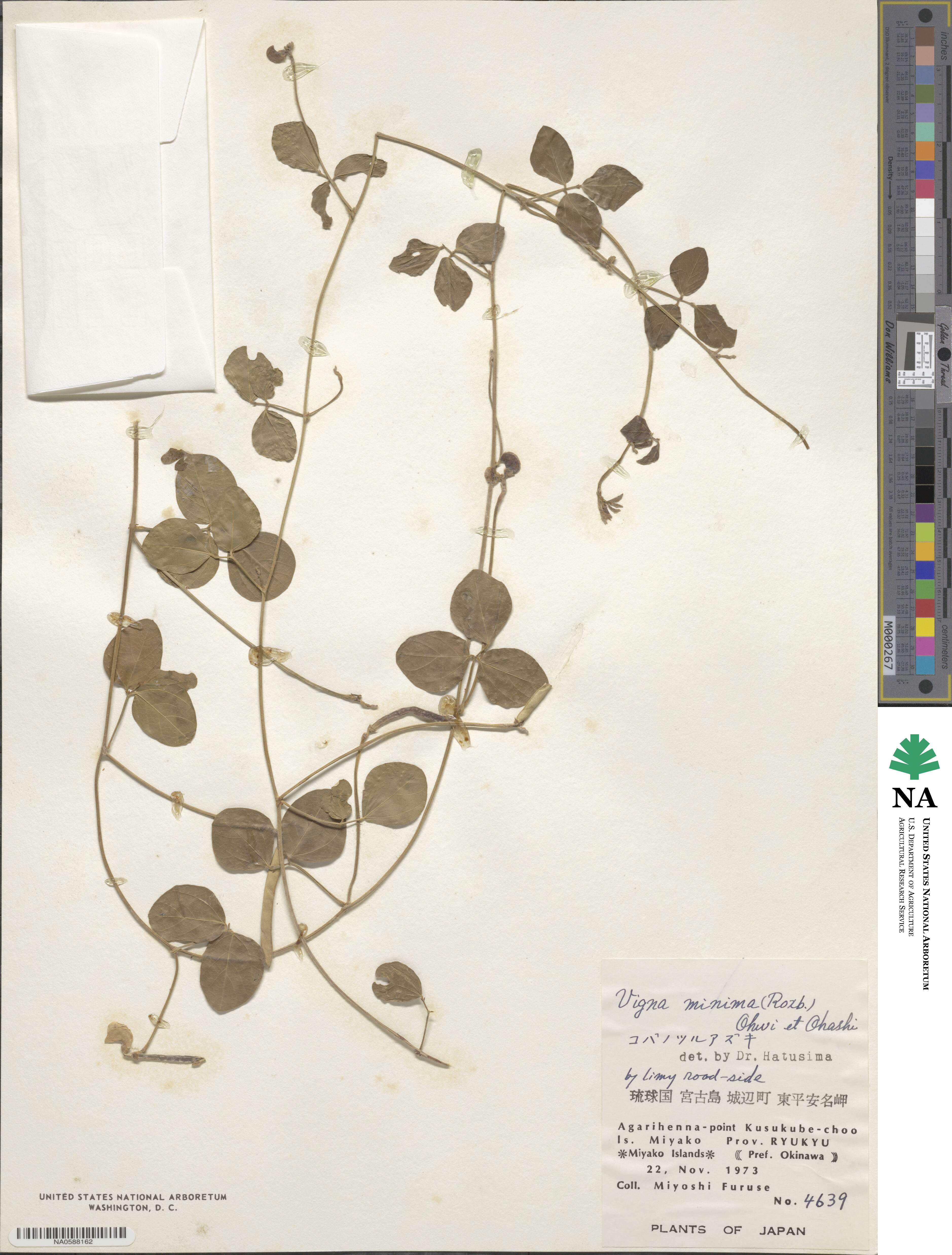 Vigna minima image