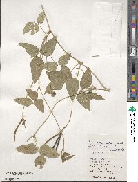 Vigna reflexopilosa image