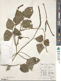 Vigna unguiculata image