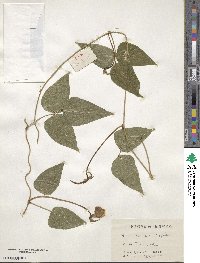 Vigna vexillata image