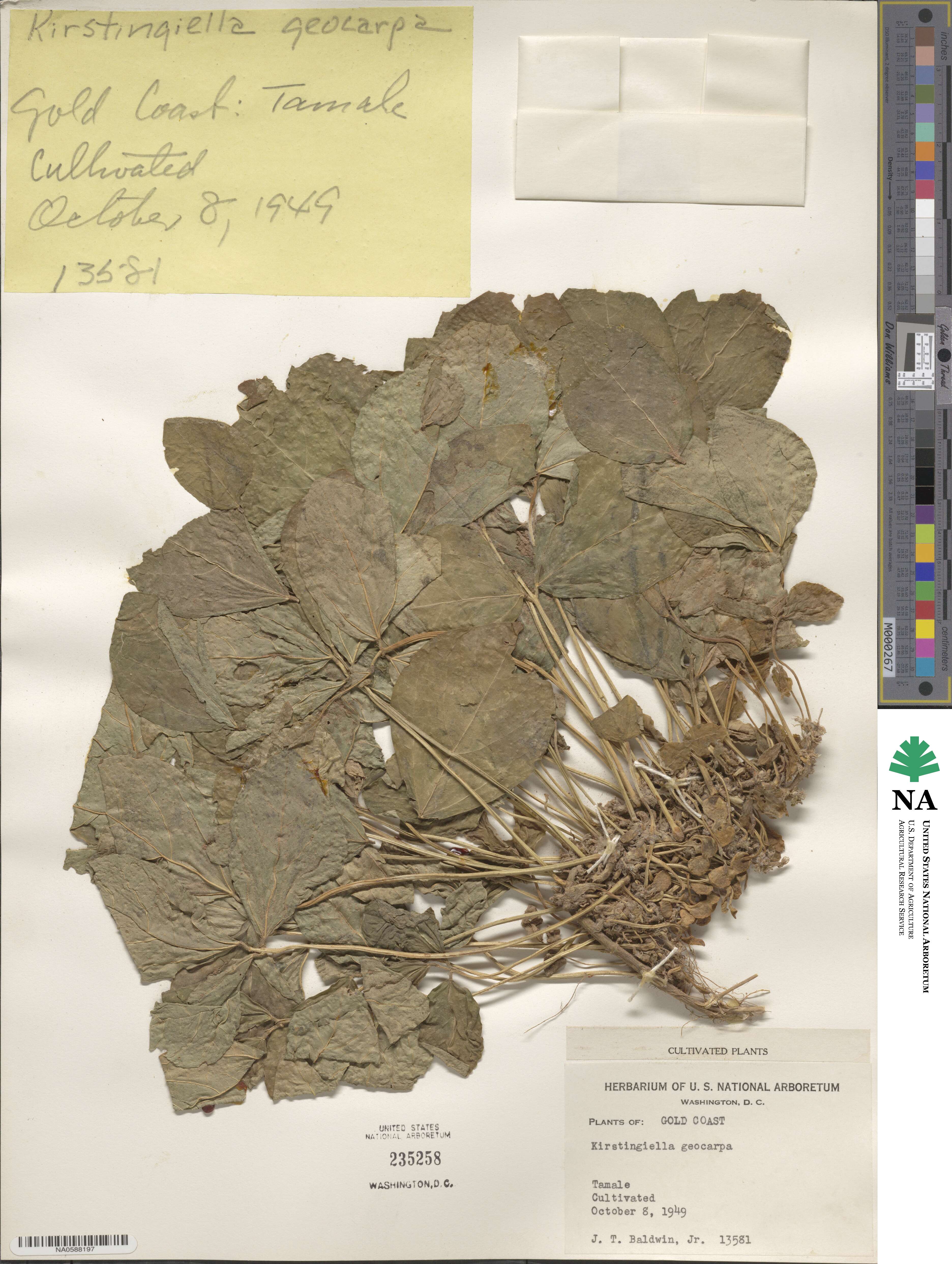 Macrotyloma geocarpum image