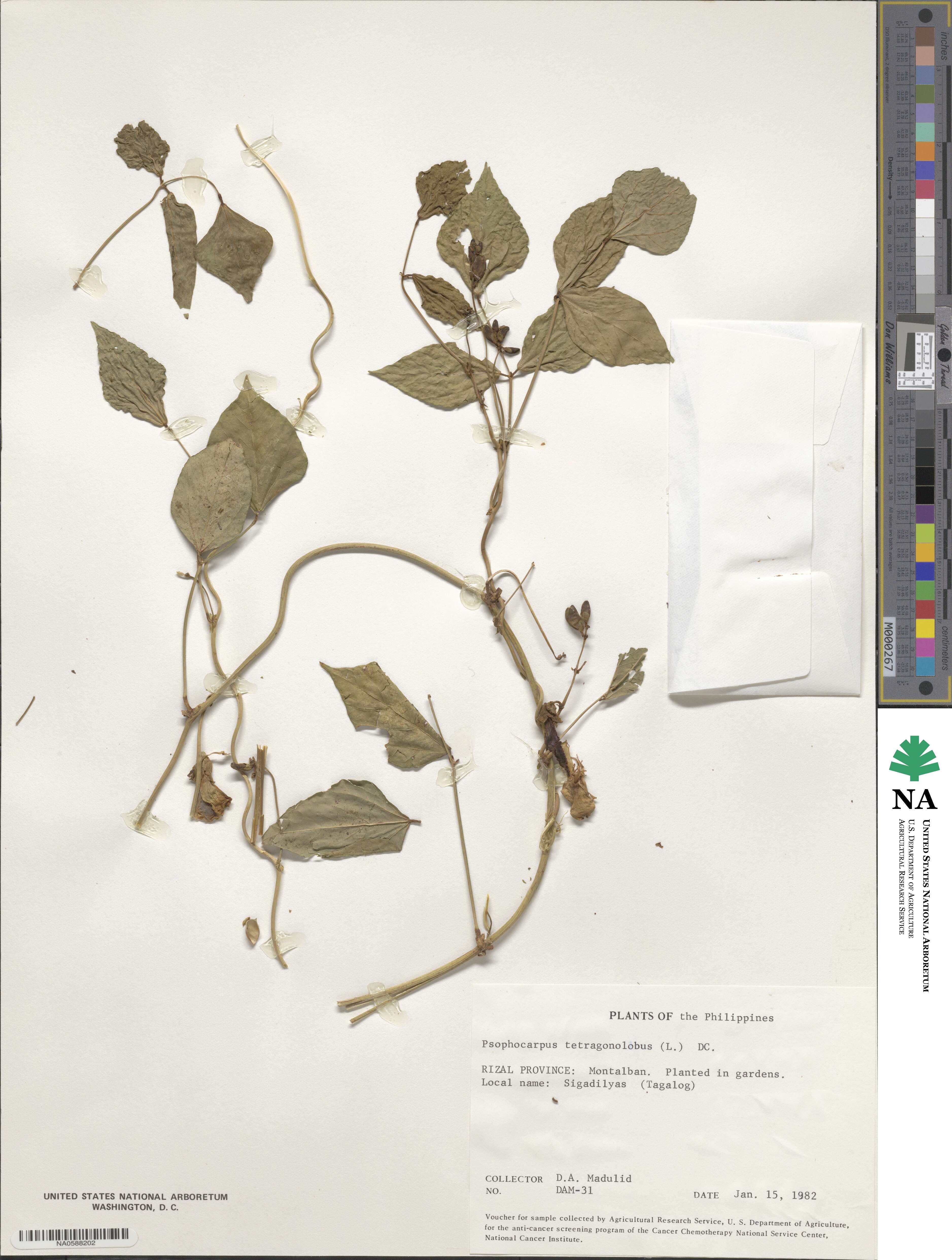Psophocarpus tetragonolobus image