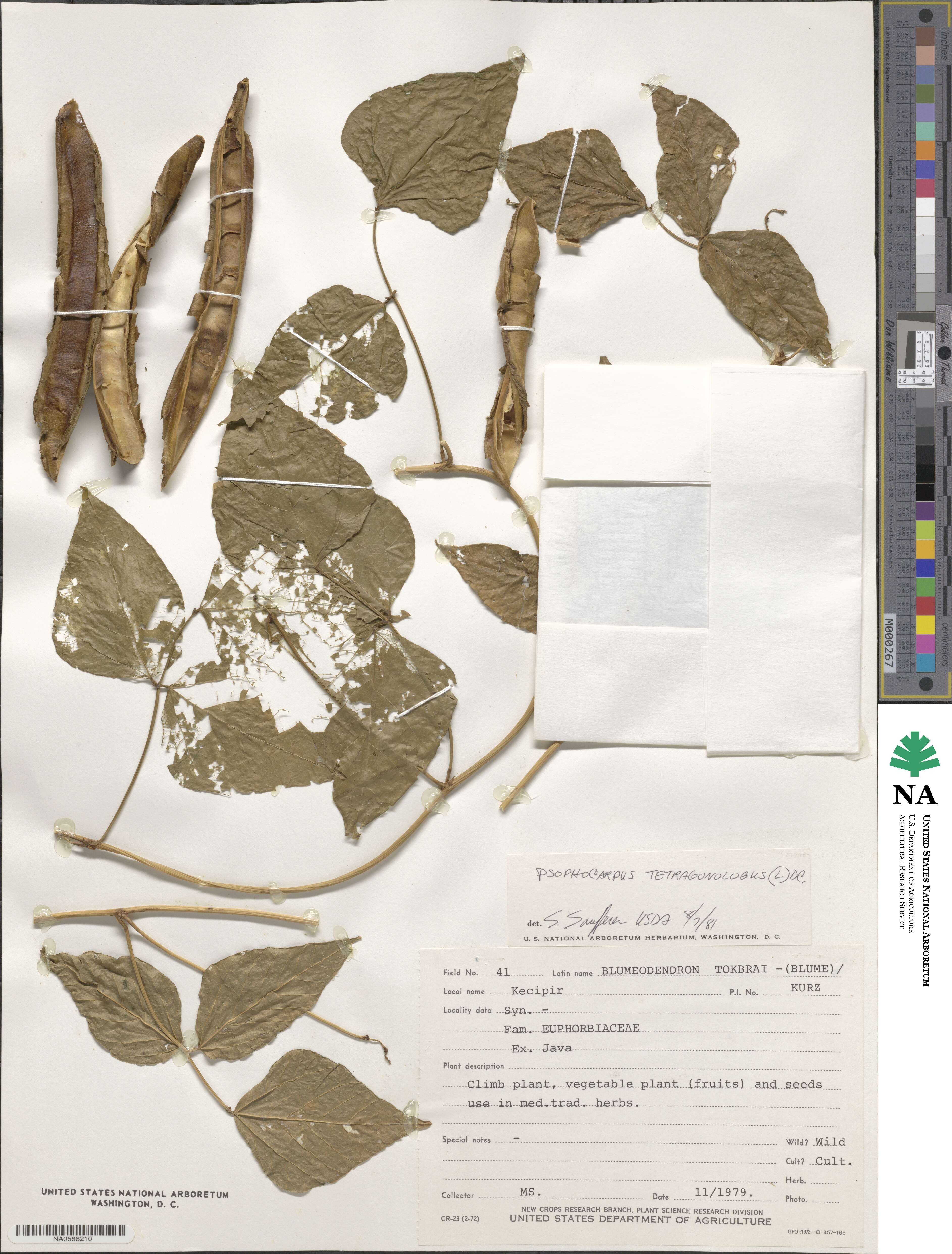 Psophocarpus tetragonolobus image