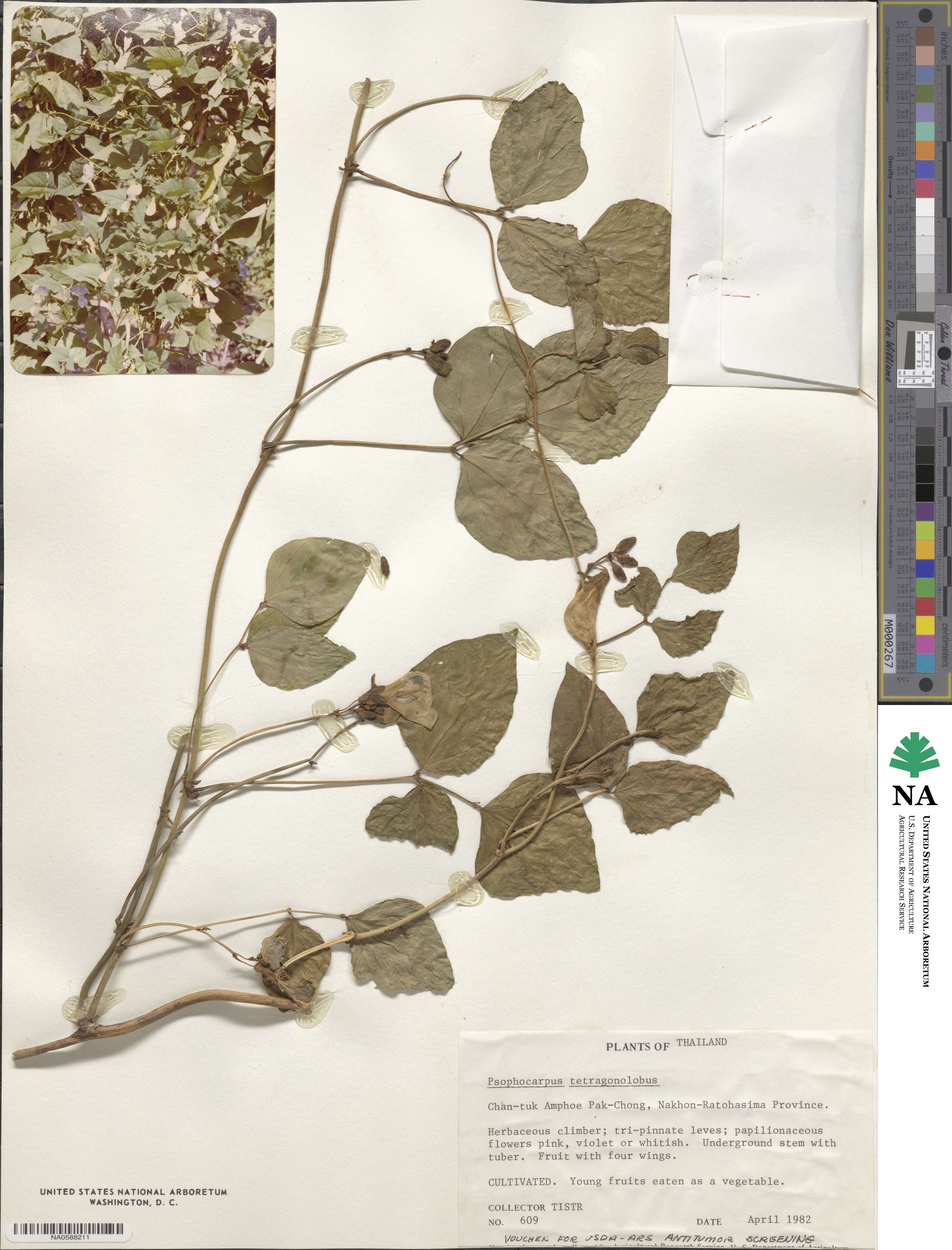 Psophocarpus image