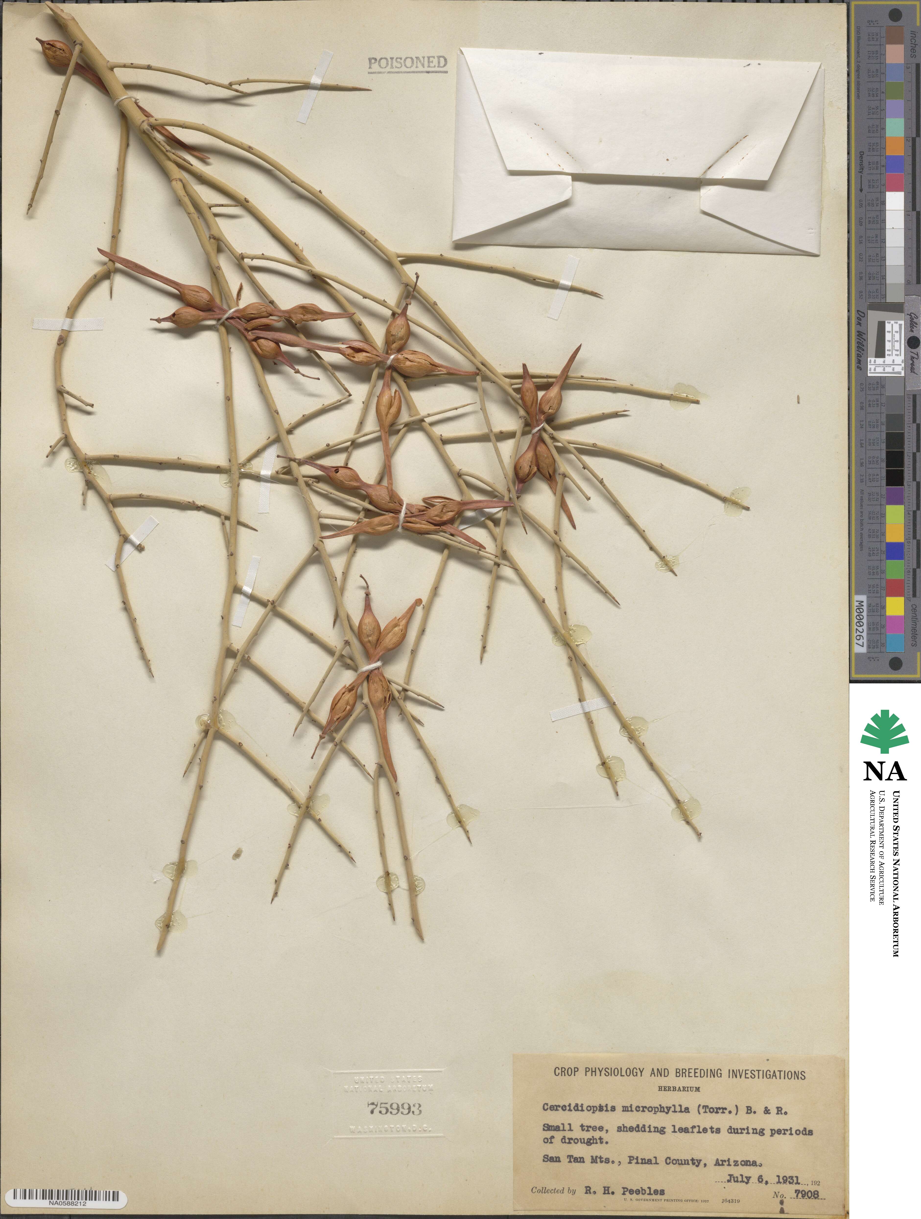 Parkinsonia microphylla image