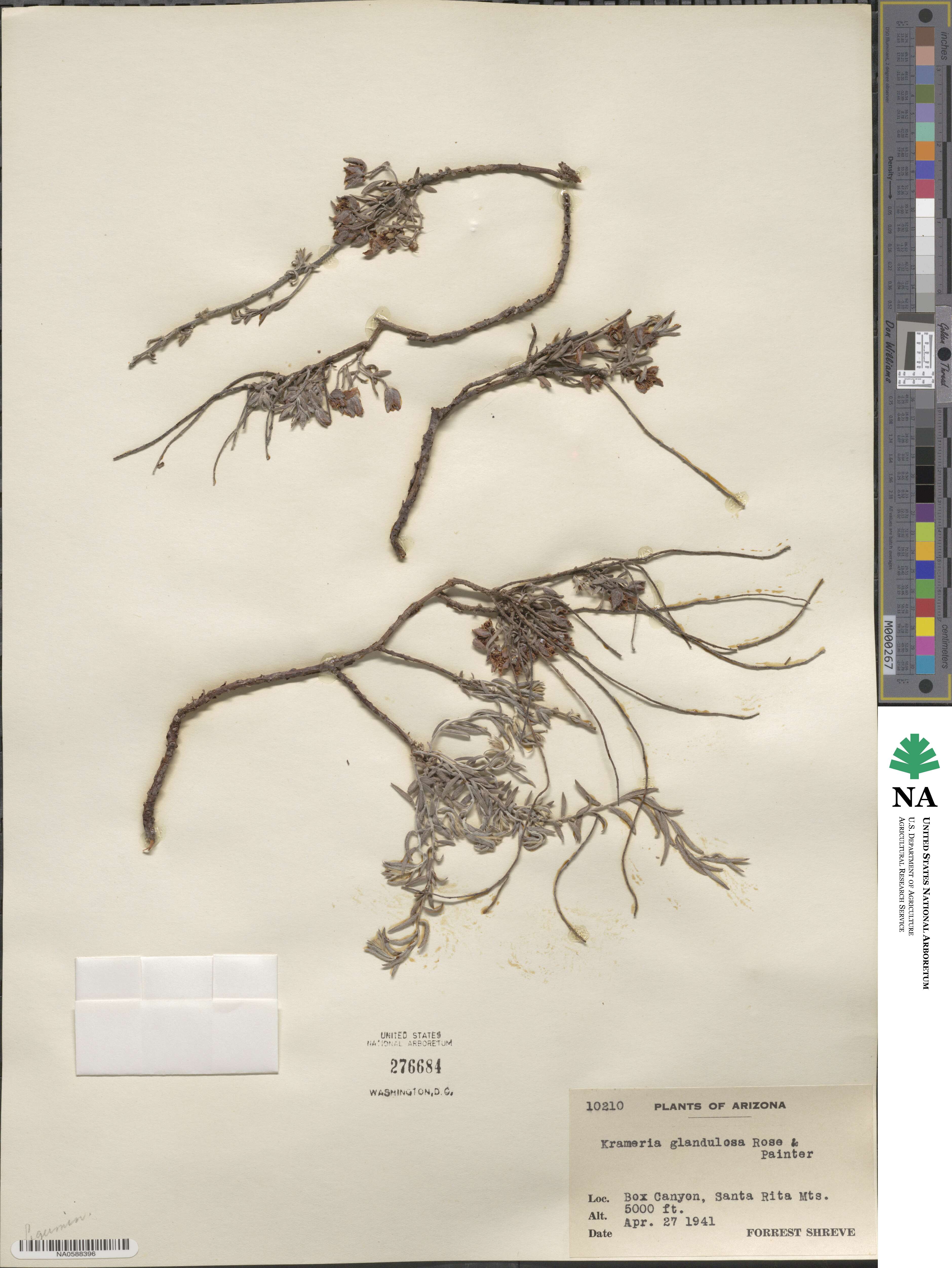 Krameria erecta image