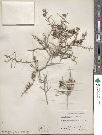 Krameria bicolor image