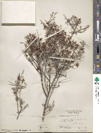 Krameria bicolor image